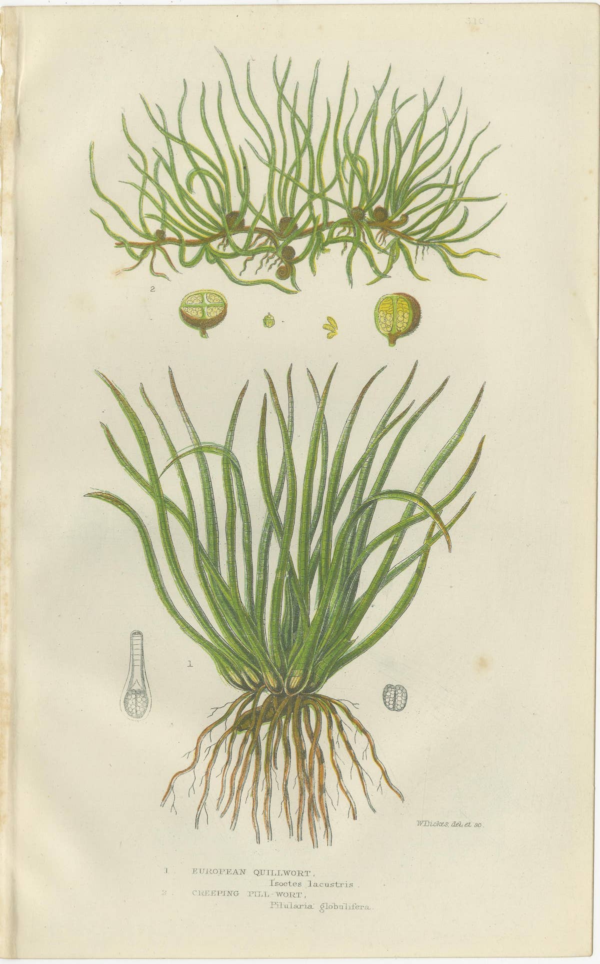 Wood Horsetail, Branched Horsetail & Rough Horsetail – Botanical Triptych, 1873