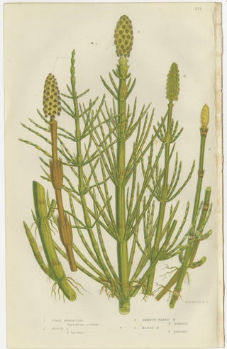 Wood Horsetail, Branched Horsetail & Rough Horsetail, Botanical Triptych, 1873, view 4