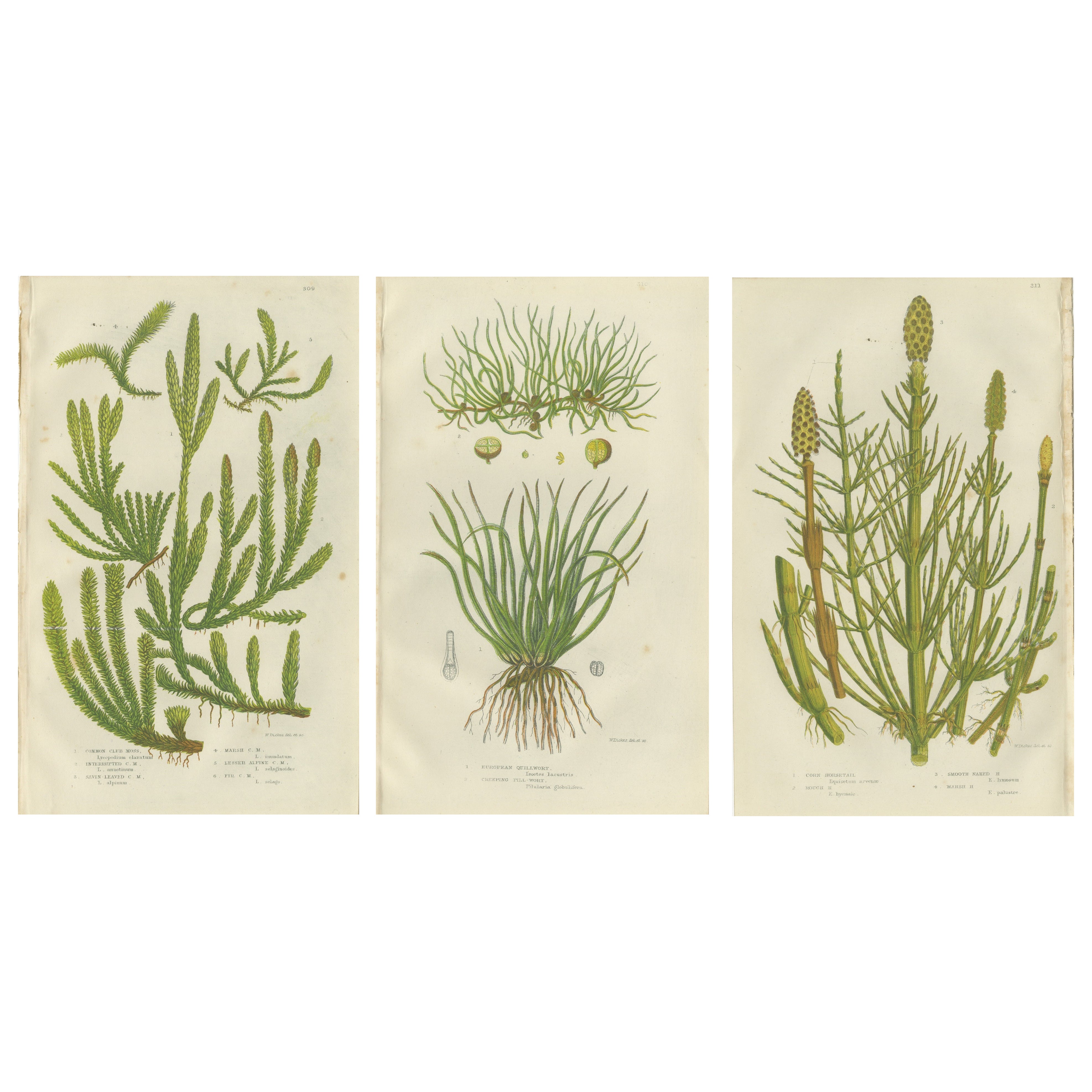 Wood Horsetail, Branched Horsetail 
Rough Horsetail – Botanical Triptych, 1873