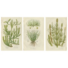 Wood Horsetail, Branched Horsetail 
Rough Horsetail – Botanical Triptych, 1873