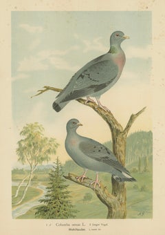 Wood Pigeons in a Spring Landscape – Elegant Antique Bird Chromolithograph, 1880
