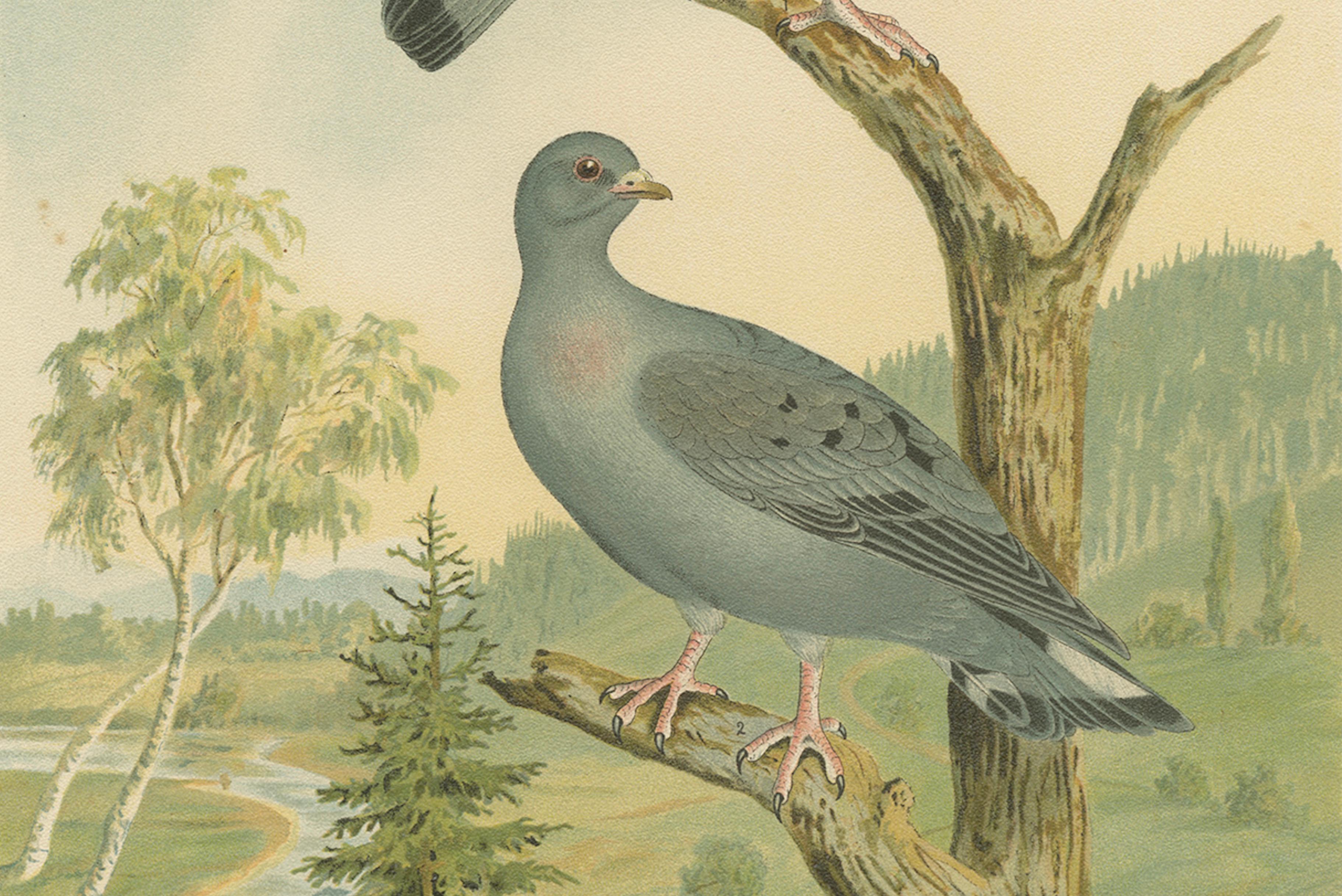 Wood Pigeons in a Spring Landscape – Elegant Antique Bird Chromolithograph, 1880