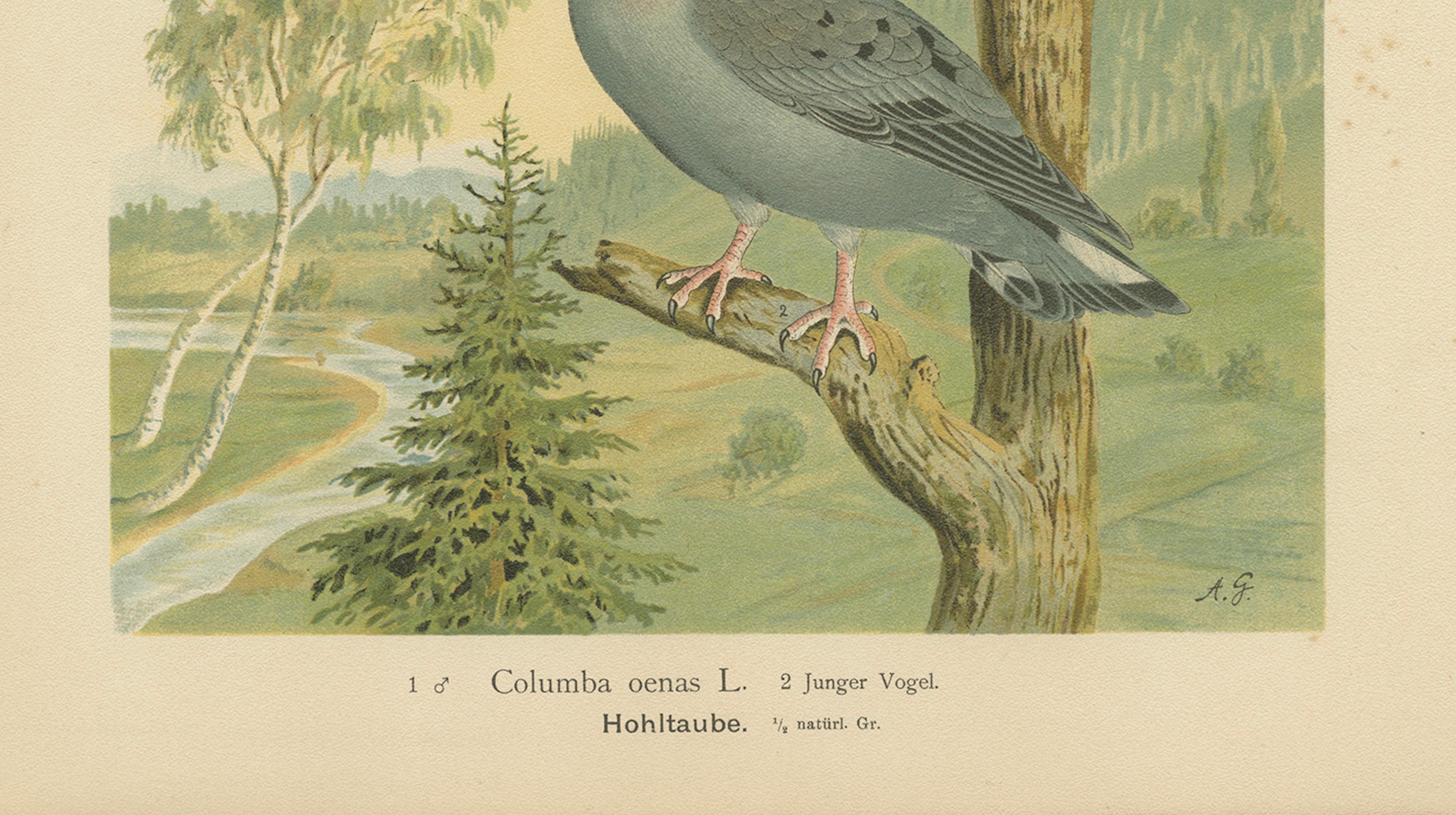 Wood Pigeons in a Spring Landscape – Elegant Antique Bird Chromolithograph, 1880