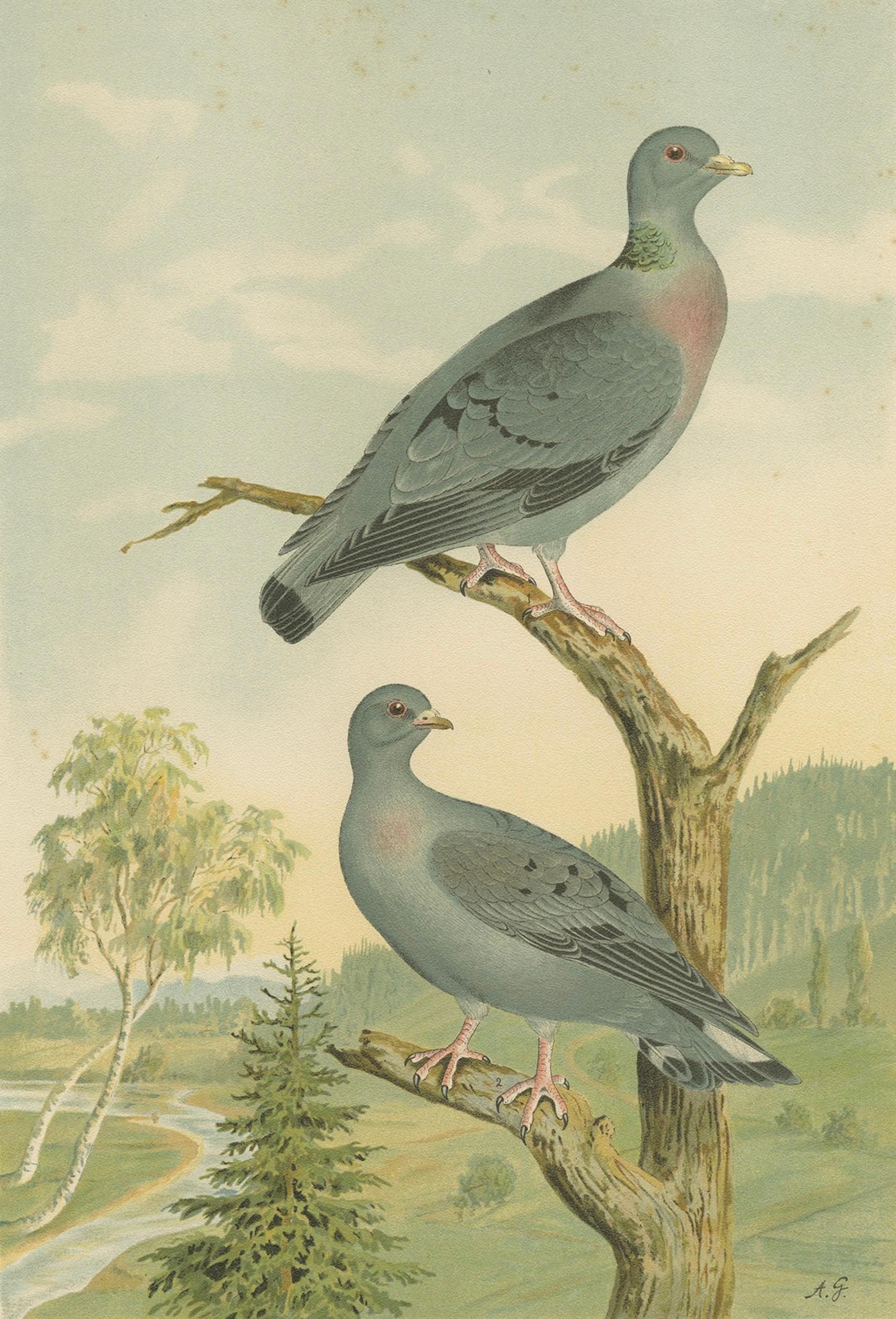Wood Pigeons in a Spring Landscape – Elegant Antique Bird Chromolithograph, 1880