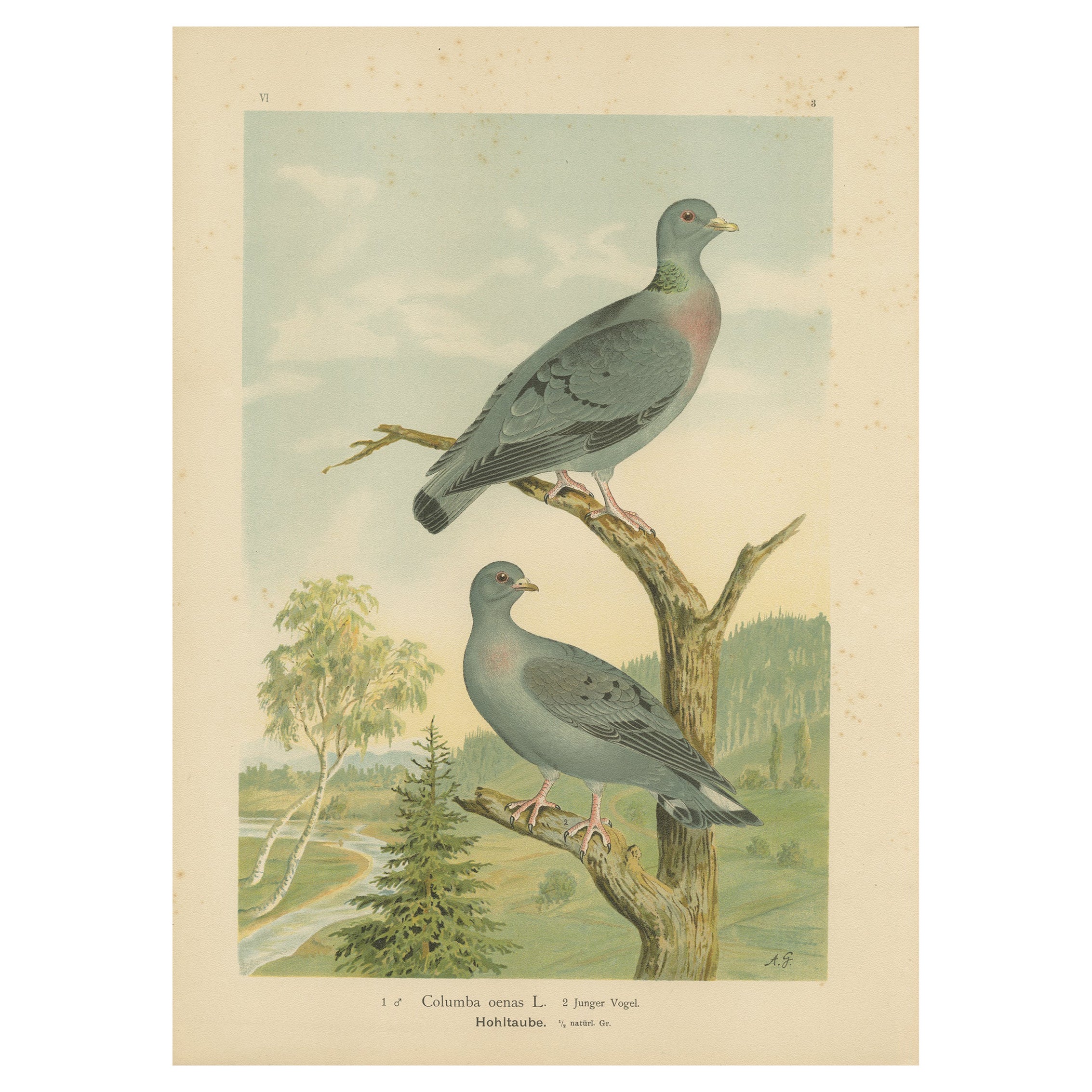 Wood Pigeons in a Spring Landscape – Elegant Antique Bird Chromolithograph, 1880