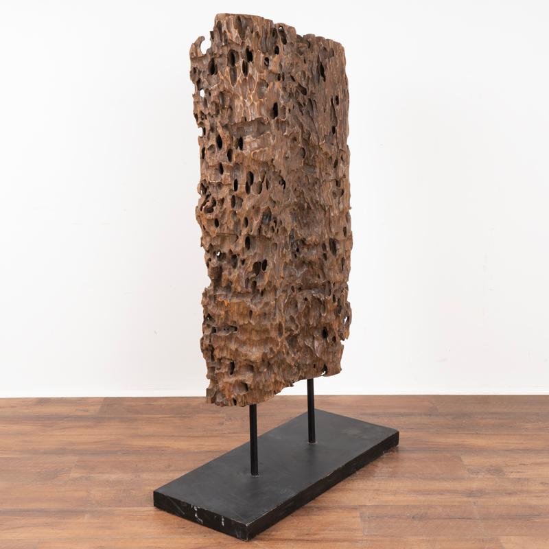 Scultura organica di radici di molave, legno duro delle Filippine.
La Molave è una specie indigena ora protetta dalla legge filippina, il che la rende un reperto unico e speciale.
Si prega di fare riferimento alle foto professionali per una chiara
