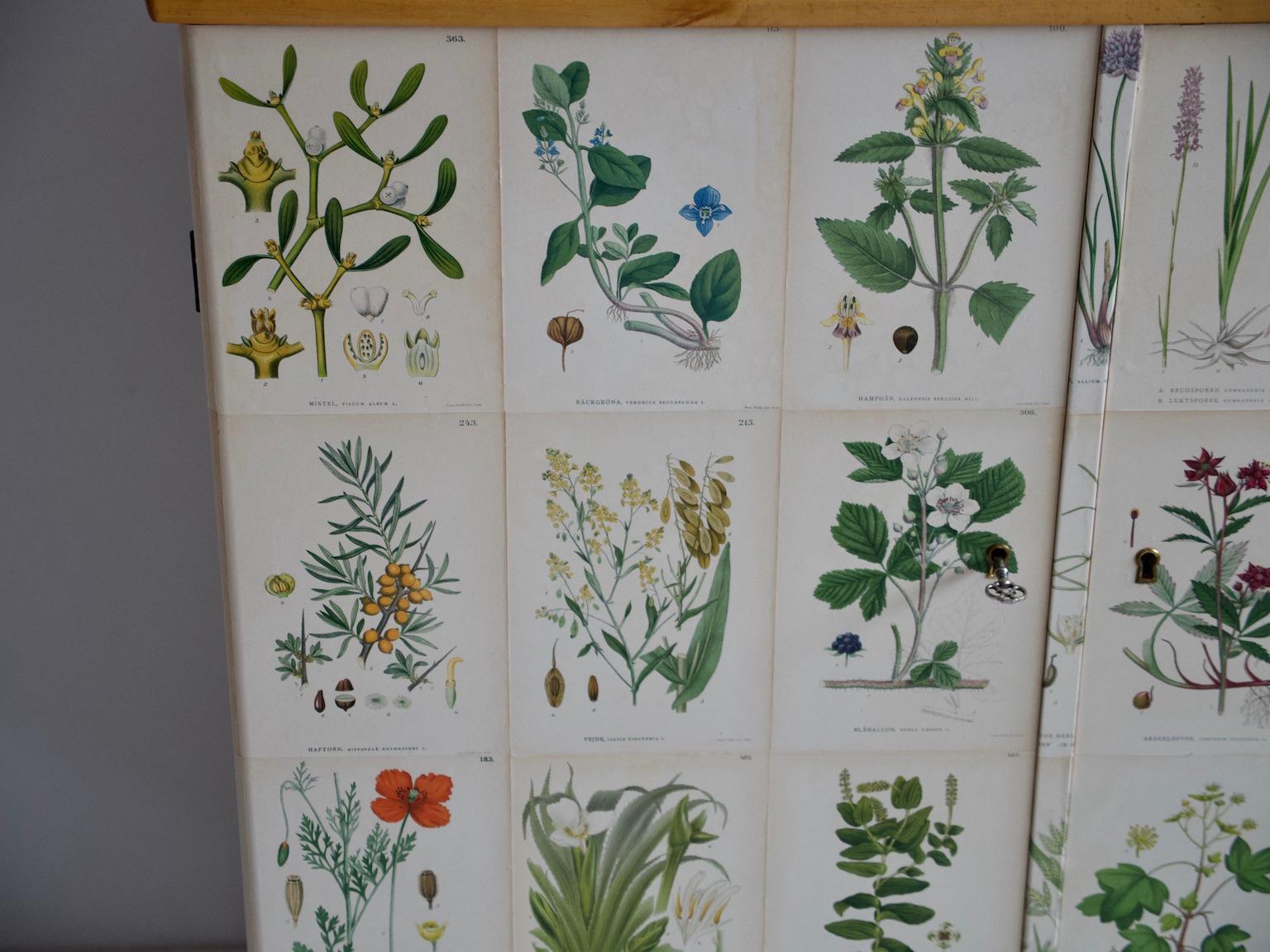 Wooden Cabinet with Nordens Flora Illustrations In Good Condition In Madrid, ES
