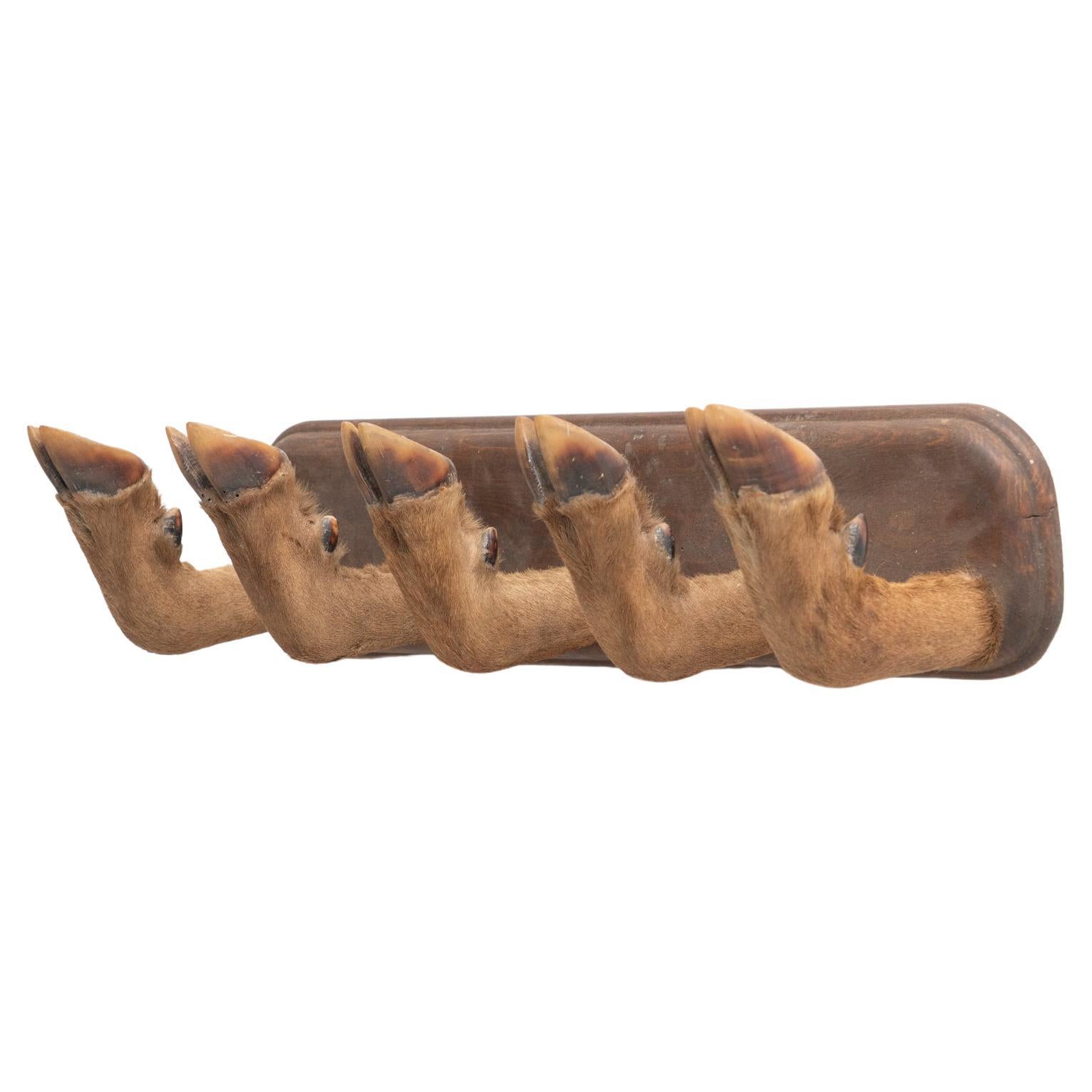 Wooden Mid-Century Modern Spanish Wild Pig Coat Hanger, circa 1950