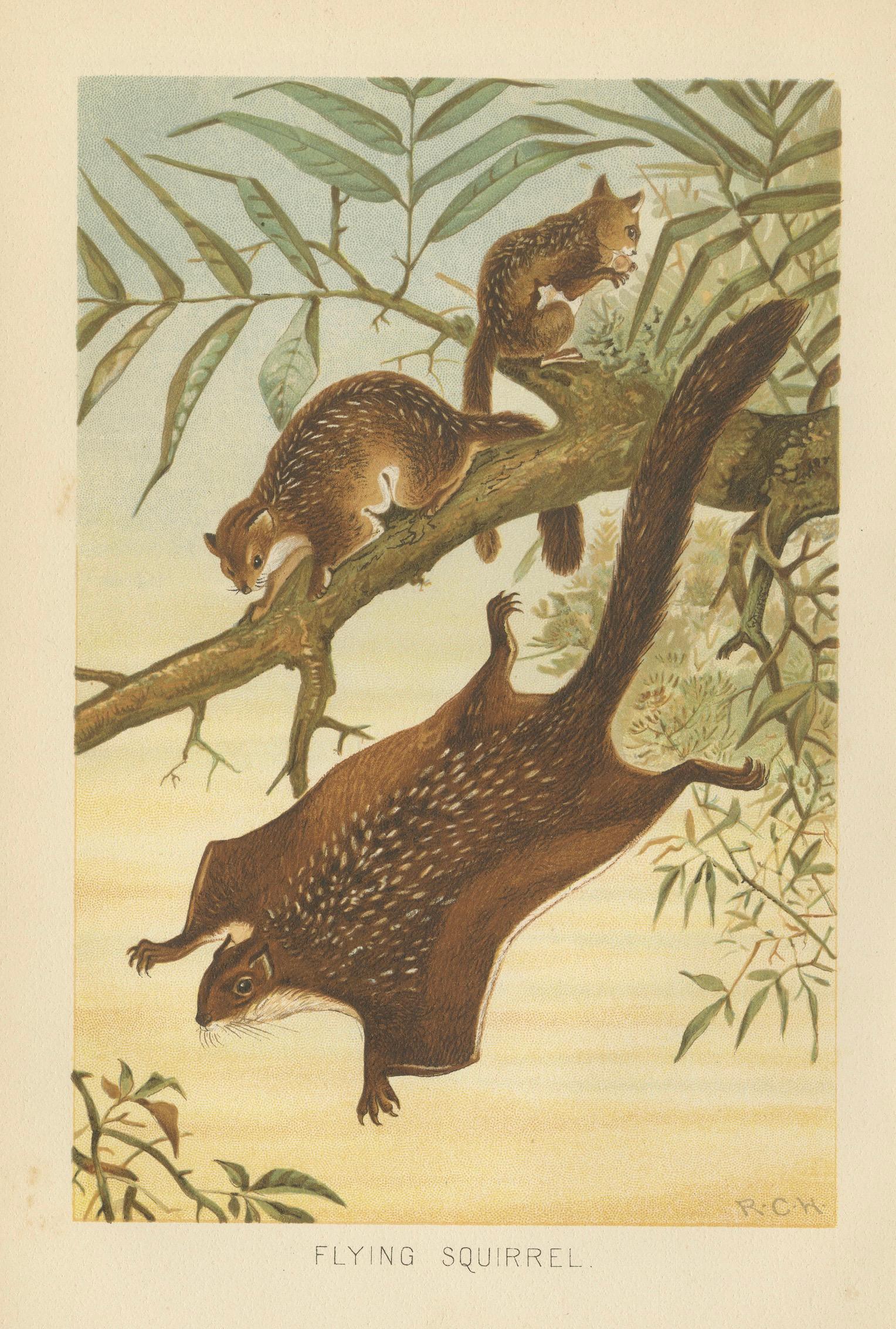 Woodland Animal Print – Victorian Flying Squirrel Illustration, Soft Green, 1894