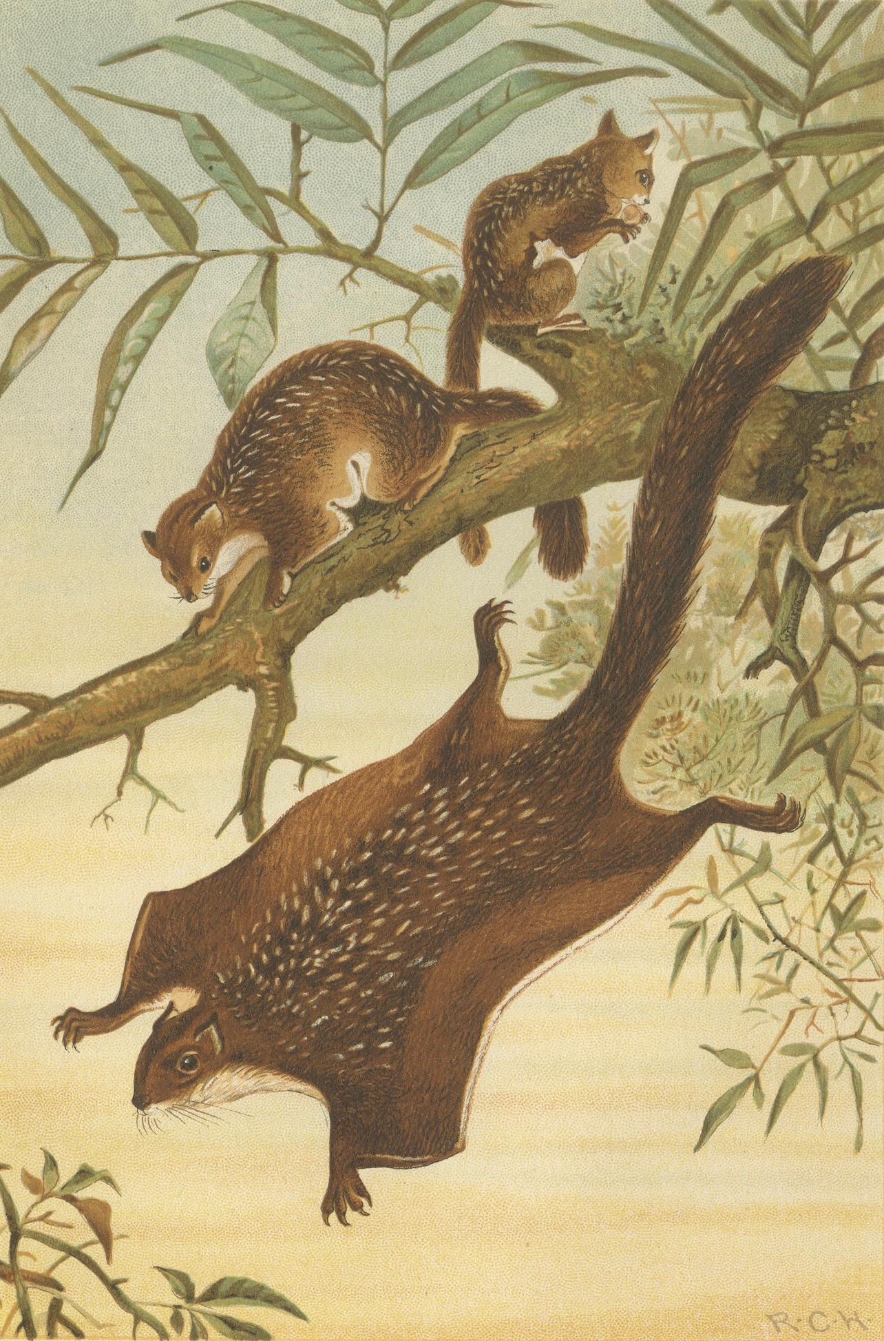 Woodland Animal Print – Victorian Flying Squirrel Illustration, Soft Green, 1894