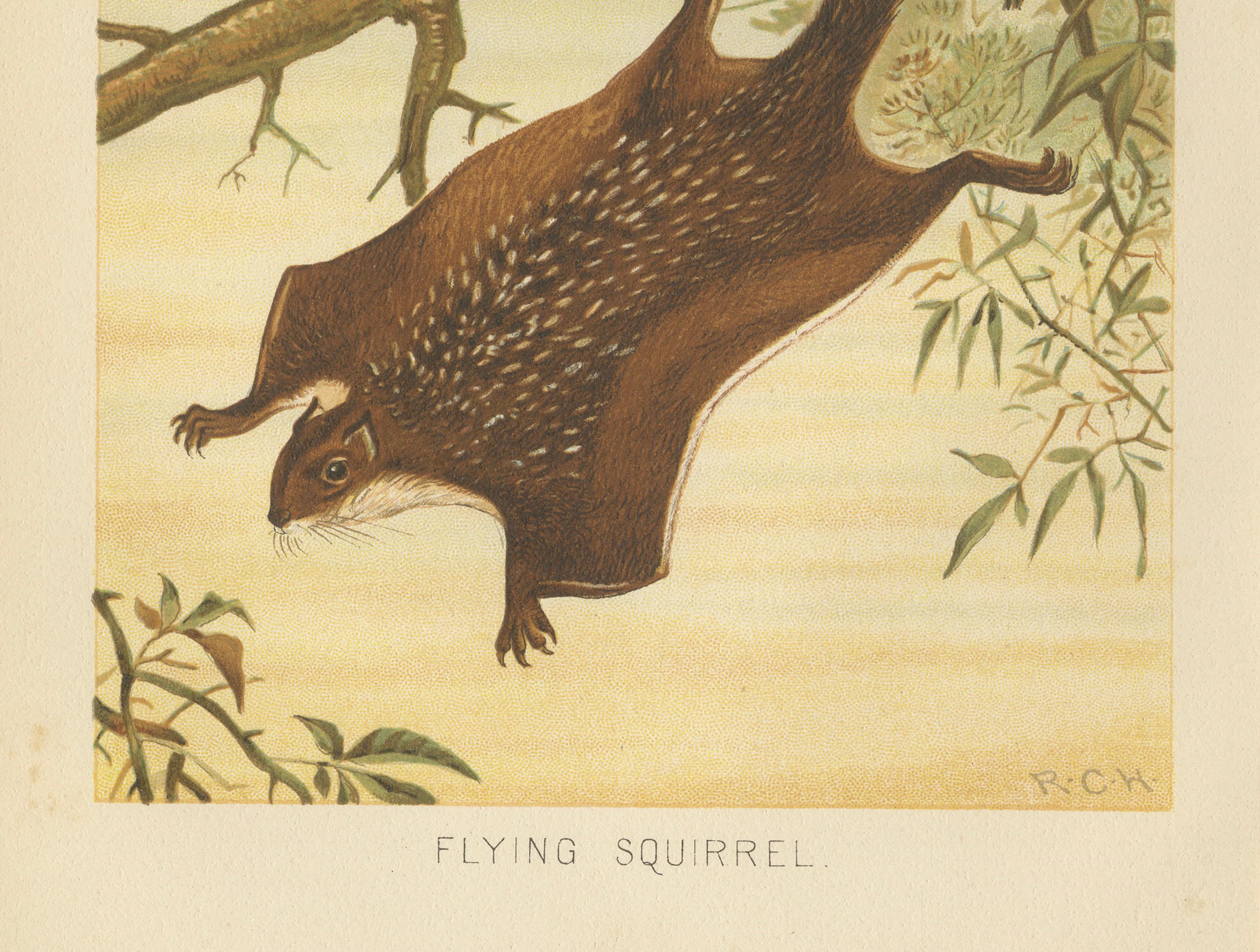 Woodland Animal Print – Victorian Flying Squirrel Illustration, Soft Green, 1894