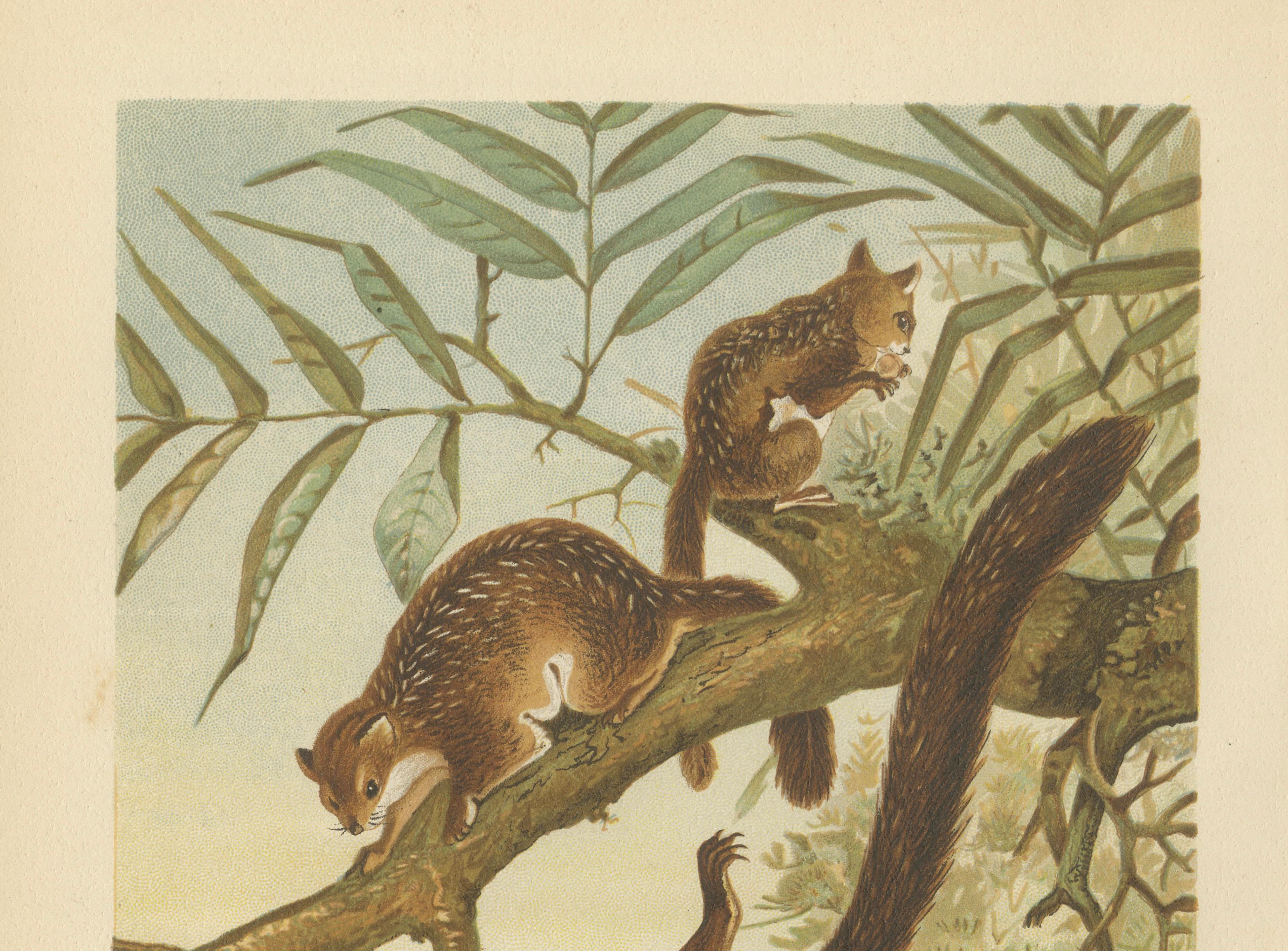 Woodland Animal Print – Victorian Flying Squirrel Illustration, Soft Green, 1894