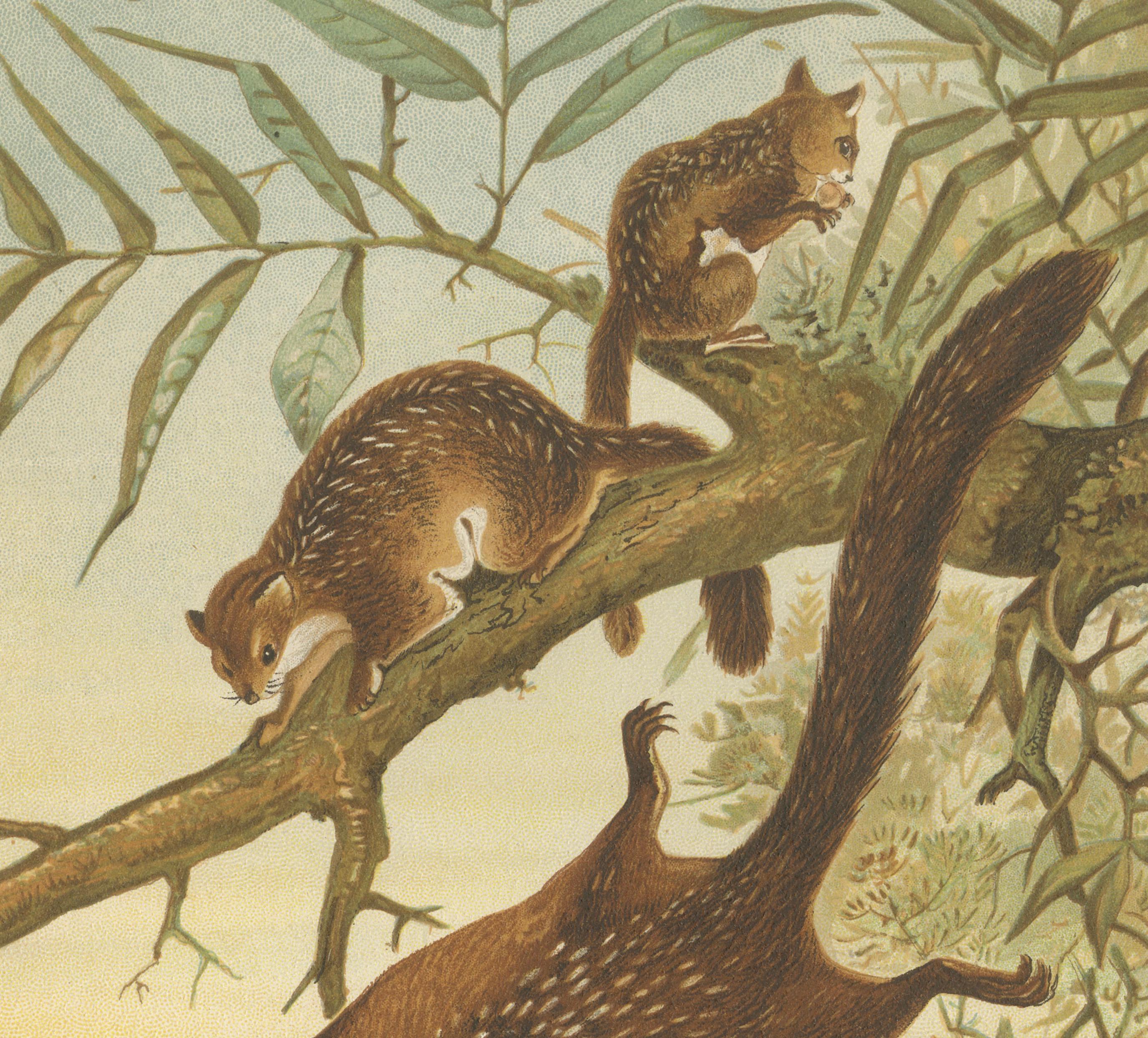 Woodland Animal Print – Victorian Flying Squirrel Illustration, Soft Green, 1894