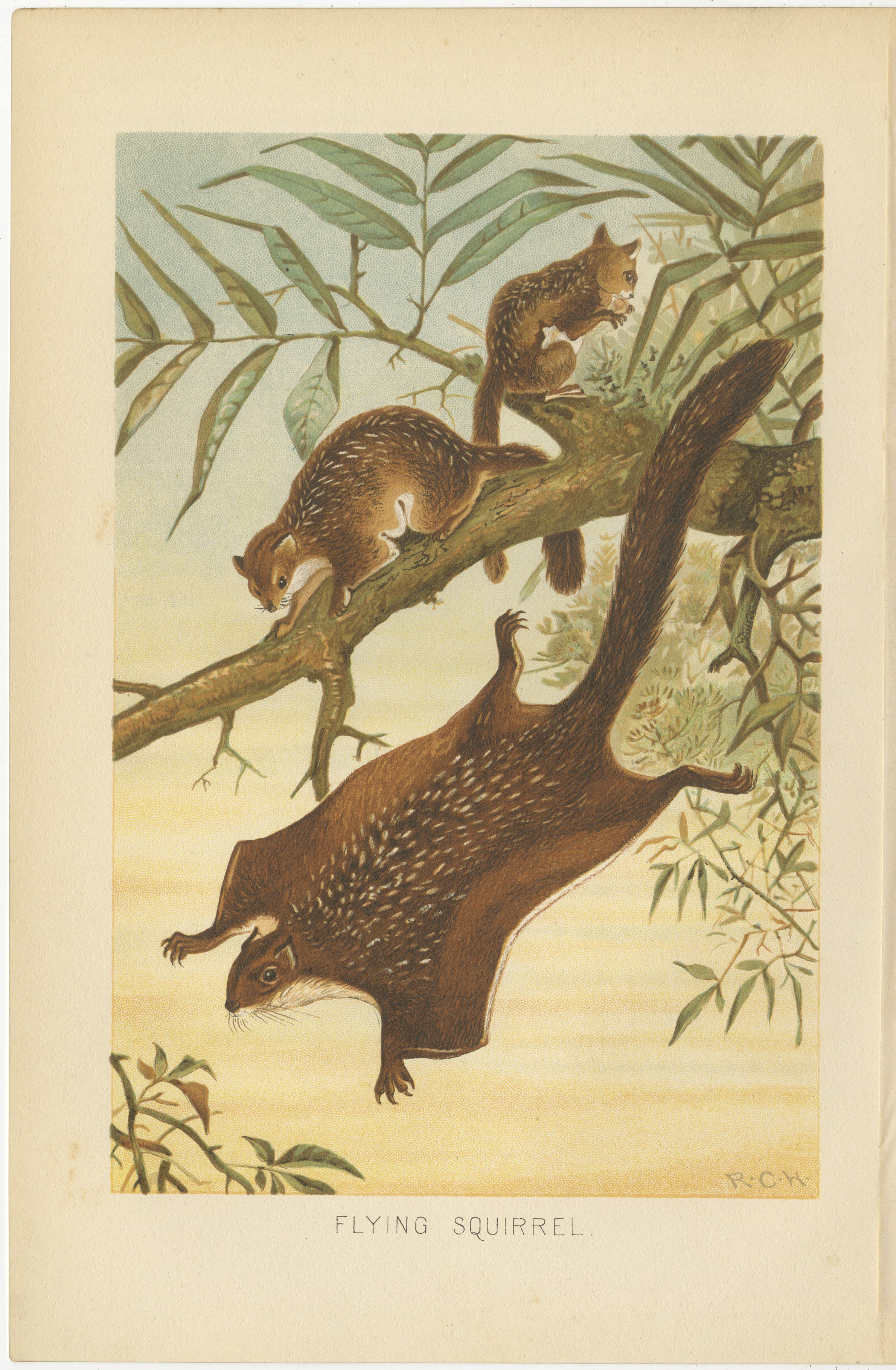 Woodland Animal Print – Victorian Flying Squirrel Illustration, Soft Green, 1894 For Sale