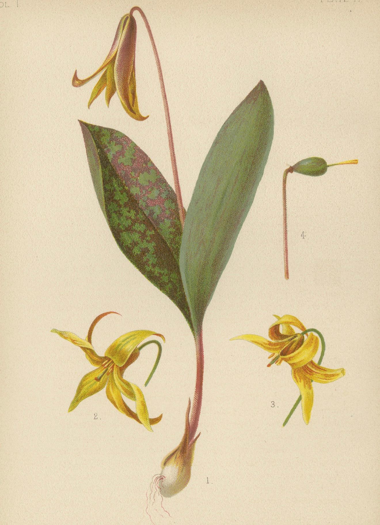 Late 19th Century Woodland Grace: Erythronium Americanum, 1879