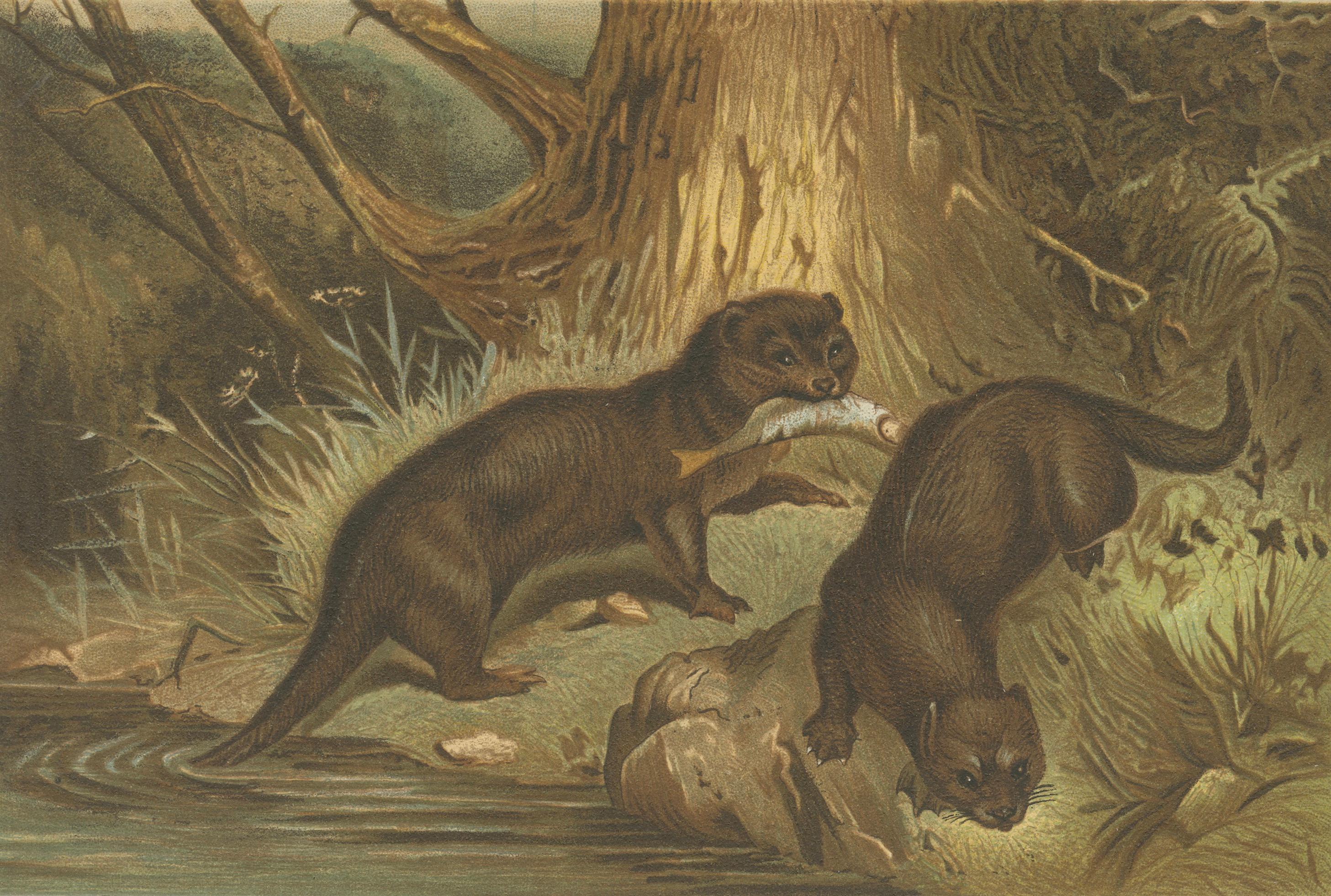 Woodland River Animal Print – Victorian Otter Scene, Earth Tone Artwork, 1894