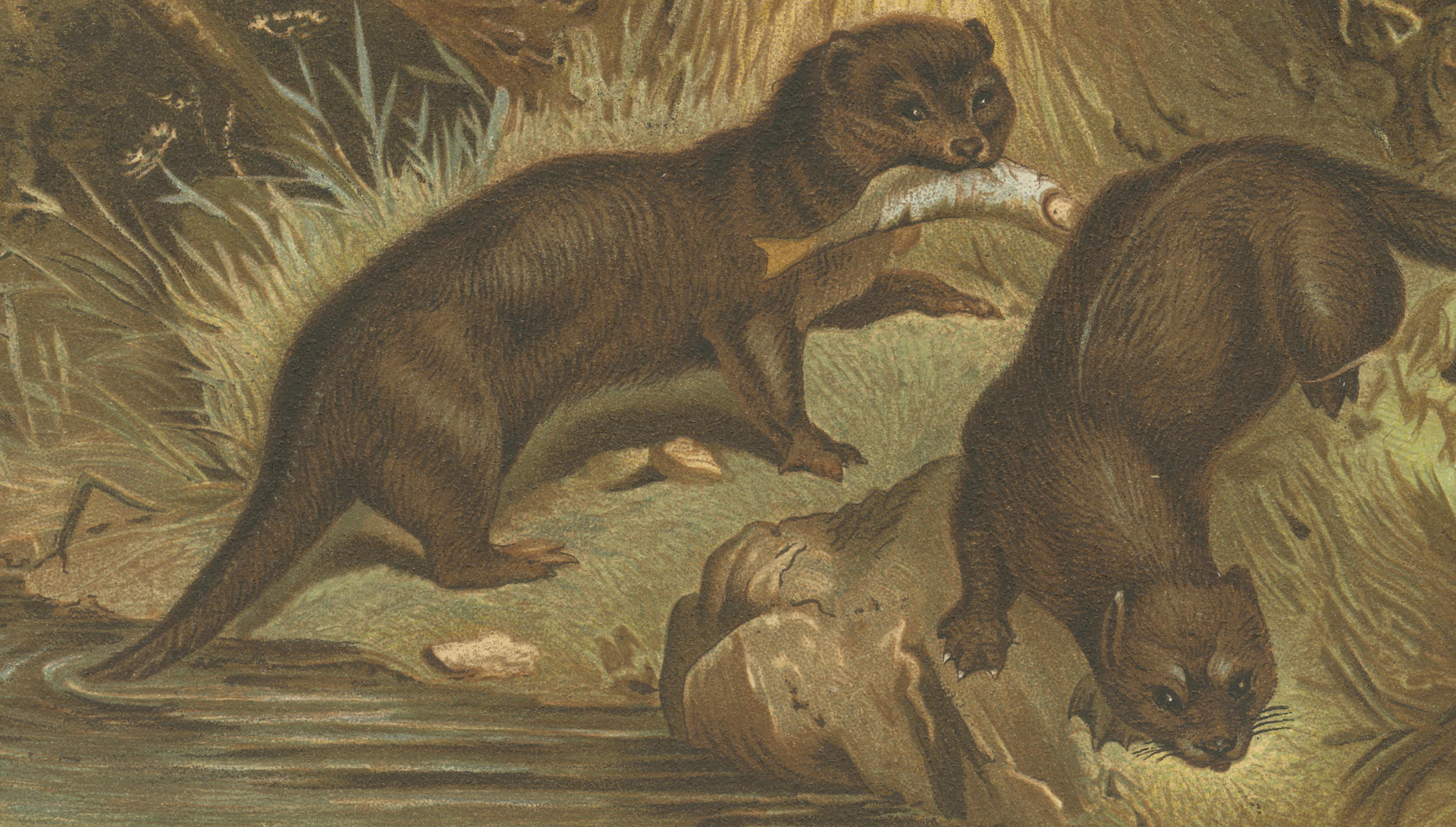 Woodland River Animal Print – Victorian Otter Scene, Earth Tone Artwork, 1894