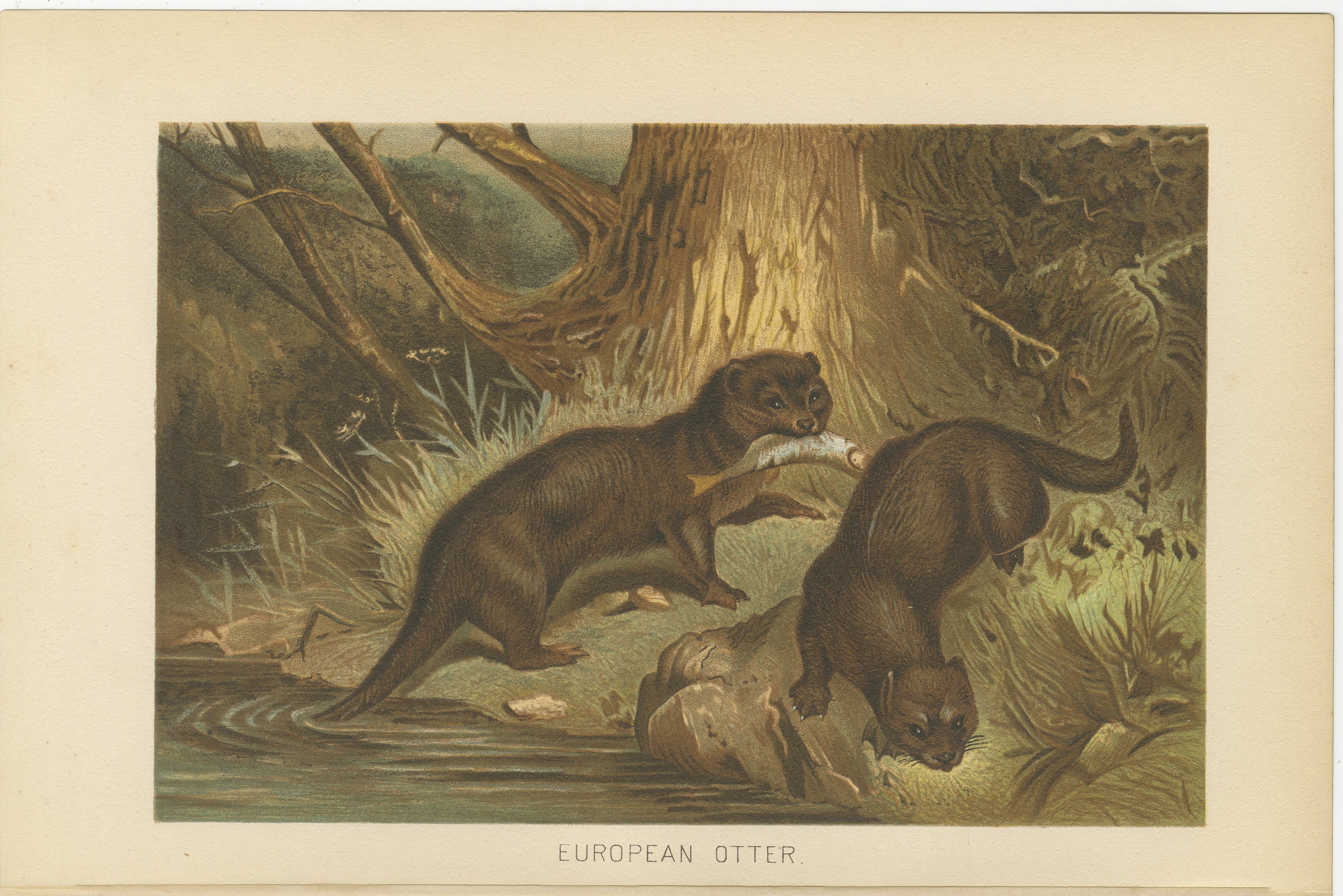 Woodland River Animal Print – Victorian Otter Scene, Earth Tone Artwork, 1894