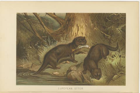 Woodland River Animal Print – Victorian Otter Scene, Earth Tone Artwork, 1894