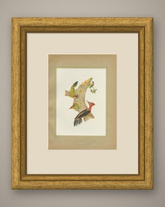 Woodpeckers at a Tree Stump, Brazilian Bird Print, Descourtilz, 1944