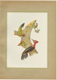Woodpeckers at a Tree Stump, Brazilian Bird Print, Descourtilz, 1944