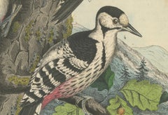 Woodpeckers in Harmony: An 1856 Avian Study in a Hand-Coloured Lithograph