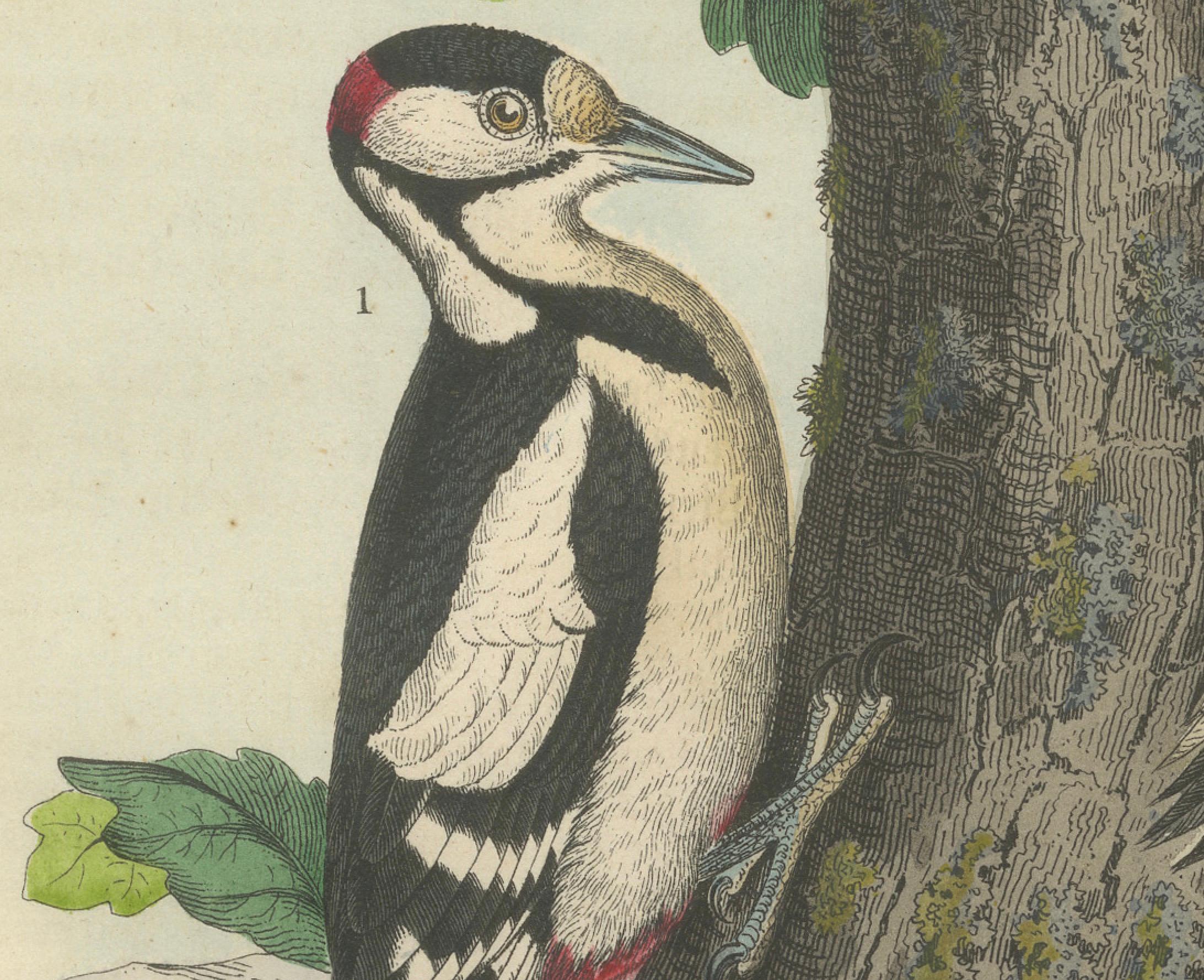 Woodpeckers in Harmony: An 1856 Avian Study in a Hand-Coloured Lithograph In Good Condition For Sale In Langweer, NL