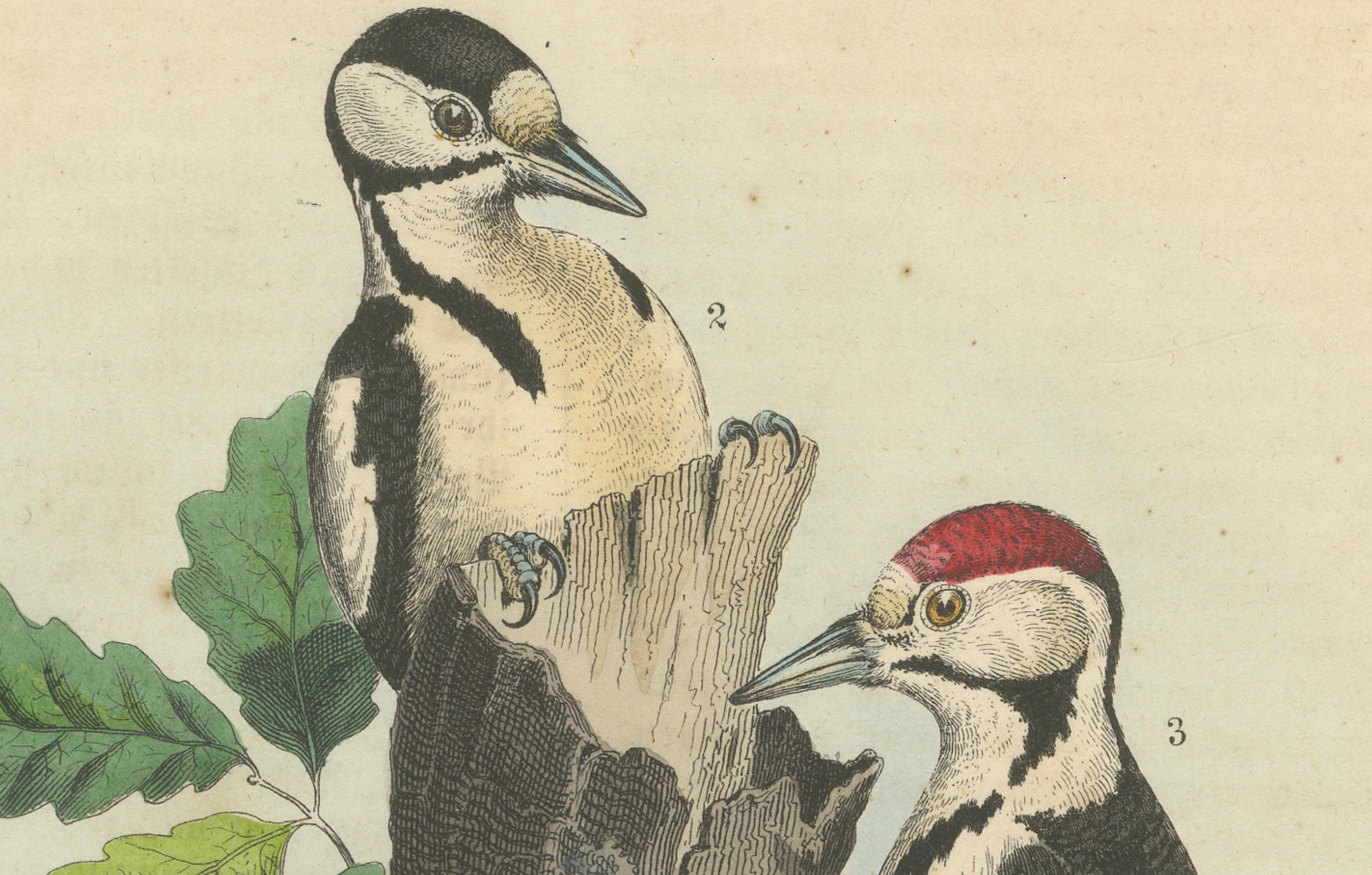 Mid-19th Century Woodpeckers in Harmony: An 1856 Avian Study in a Hand-Coloured Lithograph For Sale