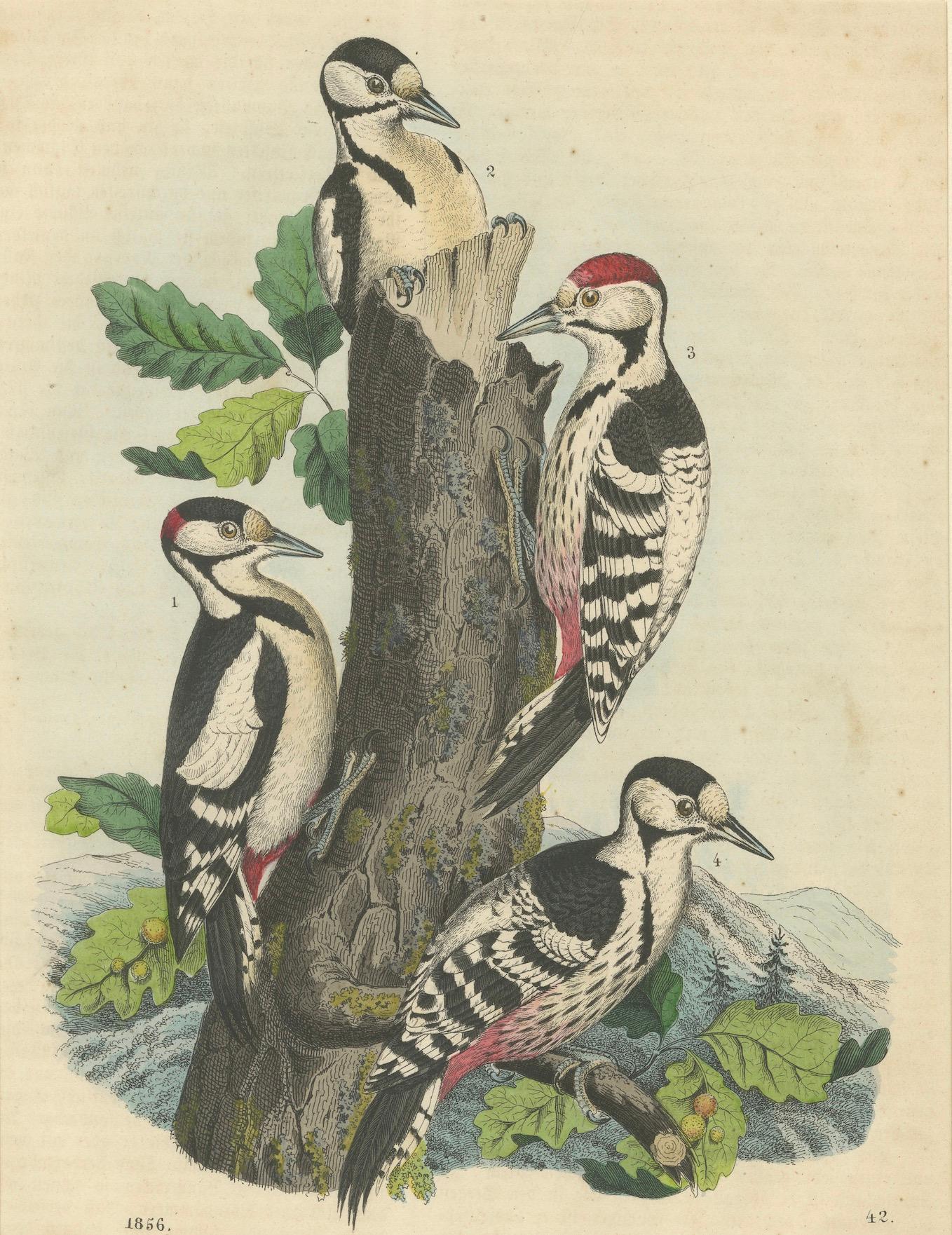 Paper Woodpeckers in Harmony: An 1856 Avian Study in a Hand-Coloured Lithograph For Sale