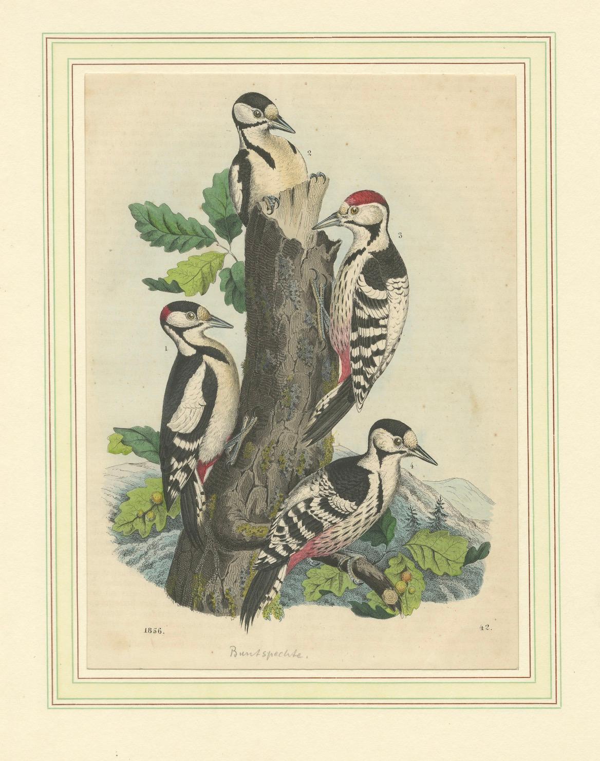 Woodpeckers in Harmony: An 1856 Avian Study in a Hand-Coloured Lithograph For Sale 1