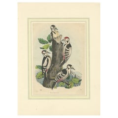 Woodpeckers in Harmony : une étude aérienne de 1856 dans une lithographie collectionnée à la main