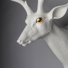 Mule Deer - Center