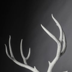 Mule Deer - Right