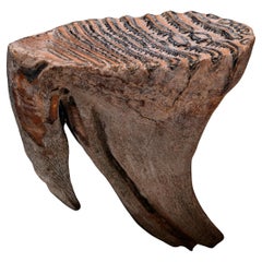 Woolly Mammoth Molar And Root // 1.52 lb