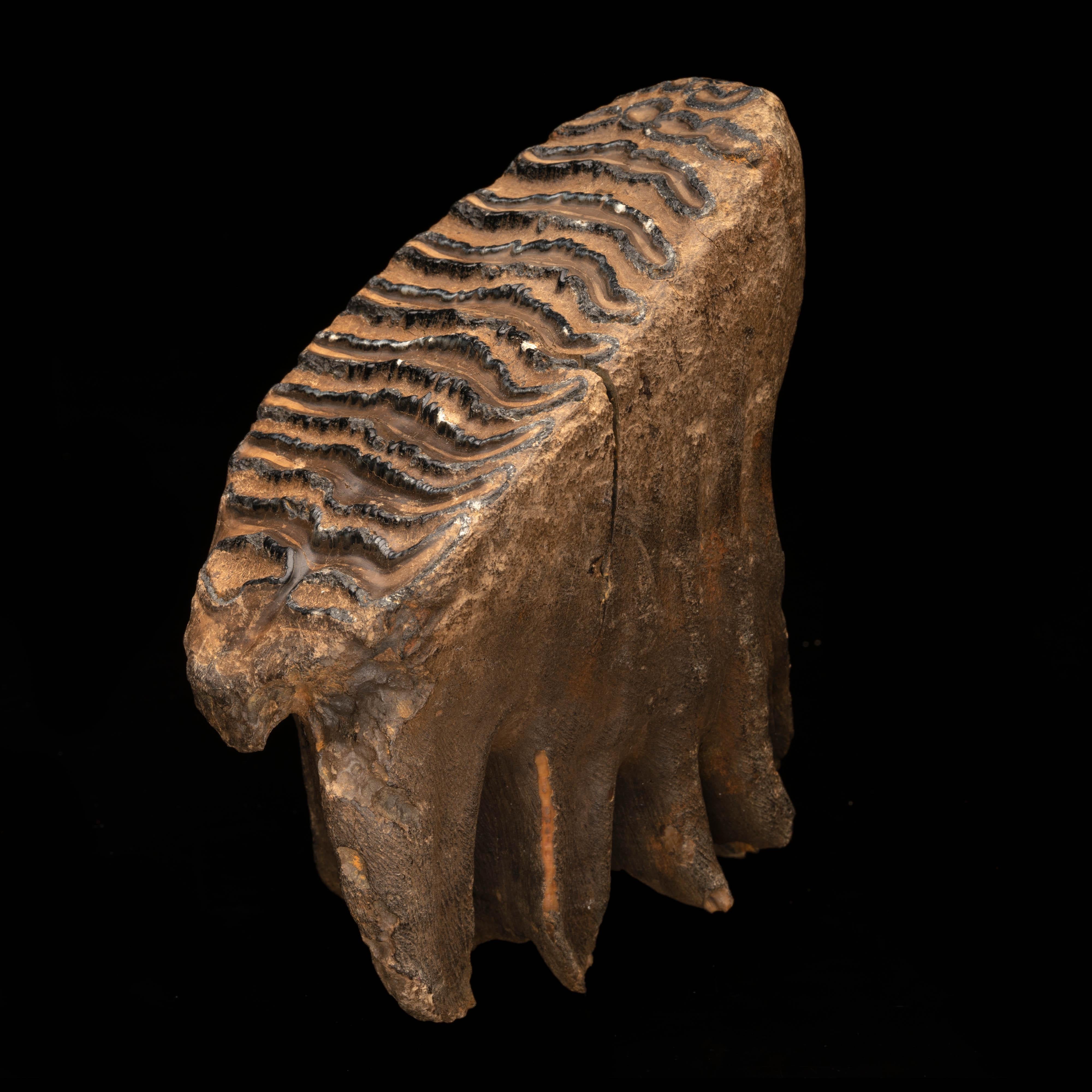 Found in Siberia, this 2.13 lb. specimen is the fossilized molar and root of a woolly mammoth. Incredibly well preserved, you can clearly see the details of the molar and the root. This particular specimen is over 10,000 years old. Gone extinct