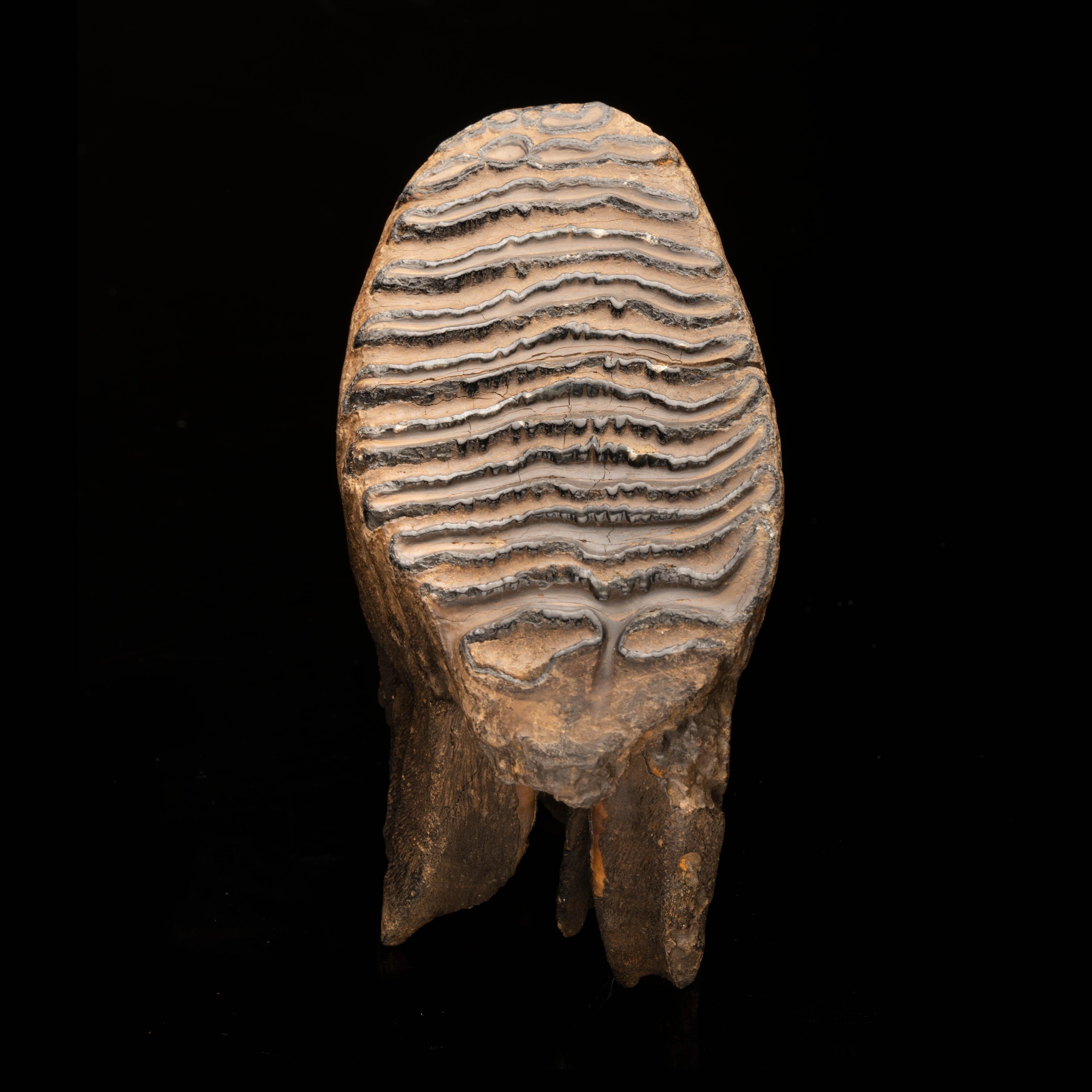 Woolly Mammoth Molar And Root // 2.13 Lb. In Excellent Condition In New York, NY