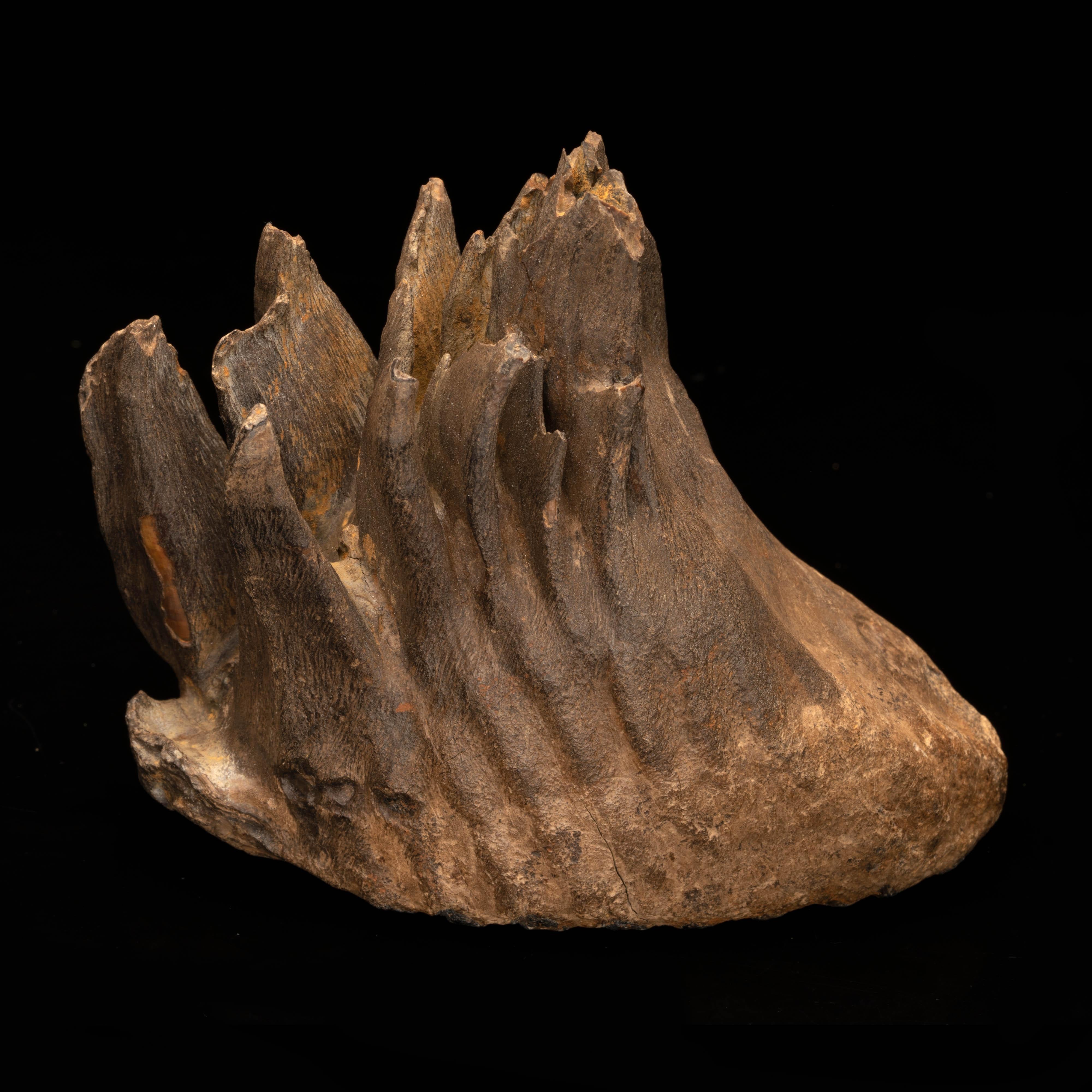 18th Century and Earlier Woolly Mammoth Molar And Root // 2.13 Lb.