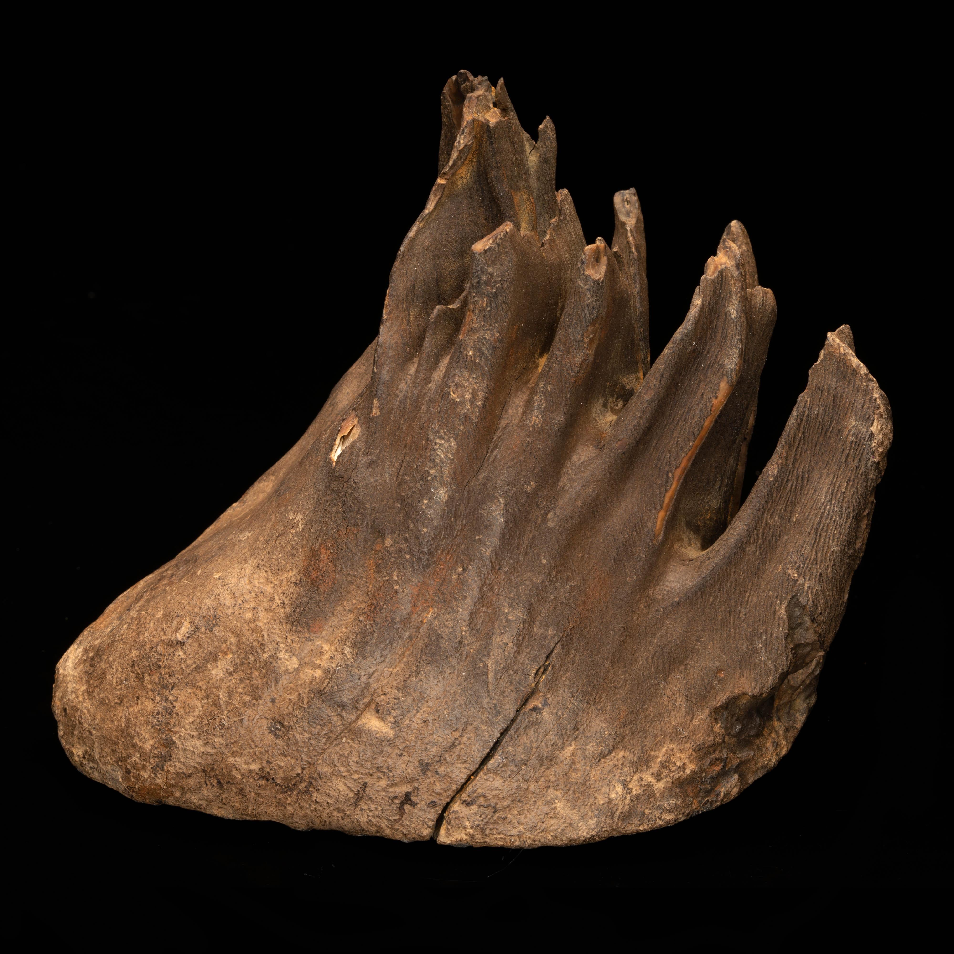 Bone Woolly Mammoth Molar And Root // 2.13 Lb.