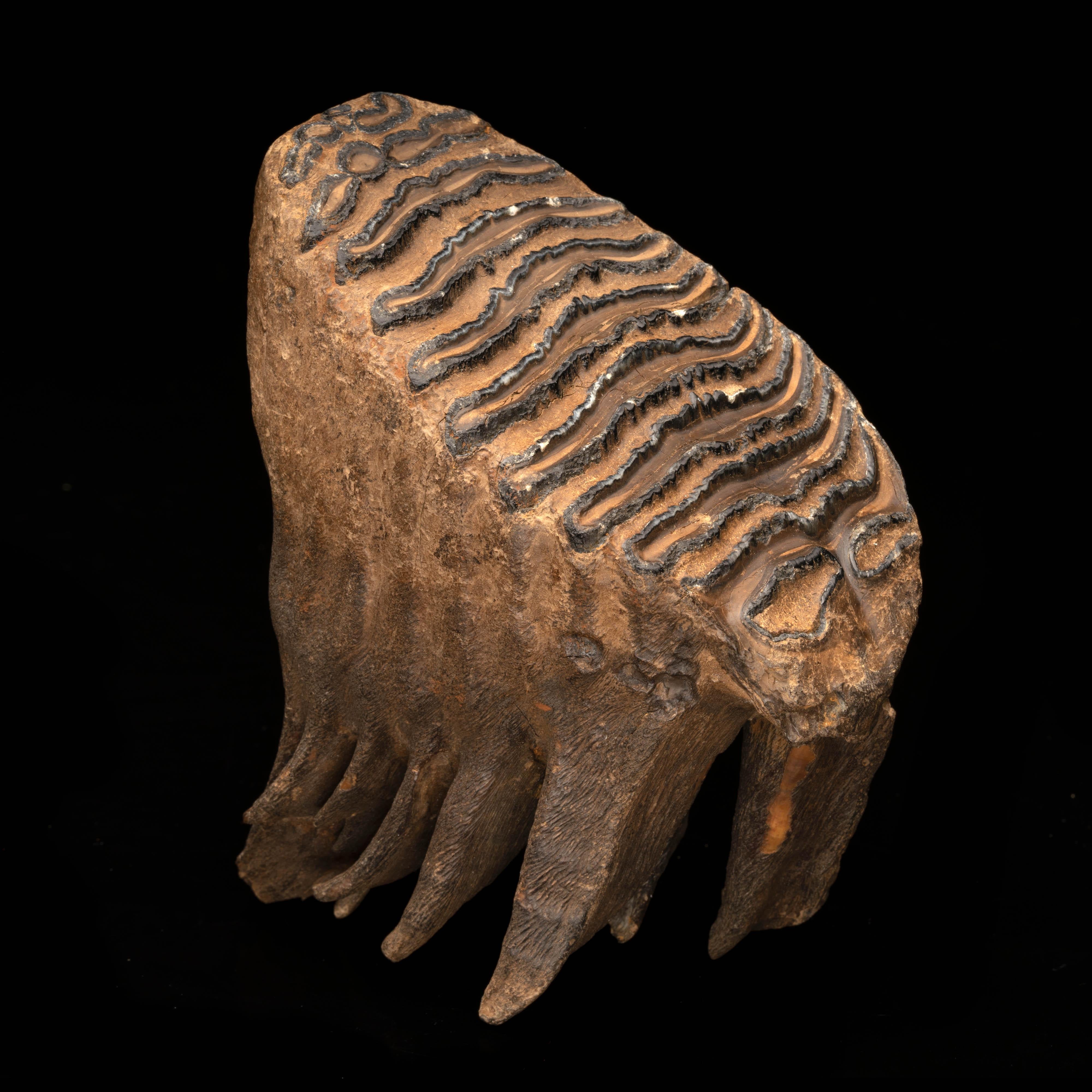 Woolly Mammoth Molar And Root // 2.13 Lb. 1