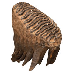 Woolly Mammoth Molar And Root // 2.13 Lb.