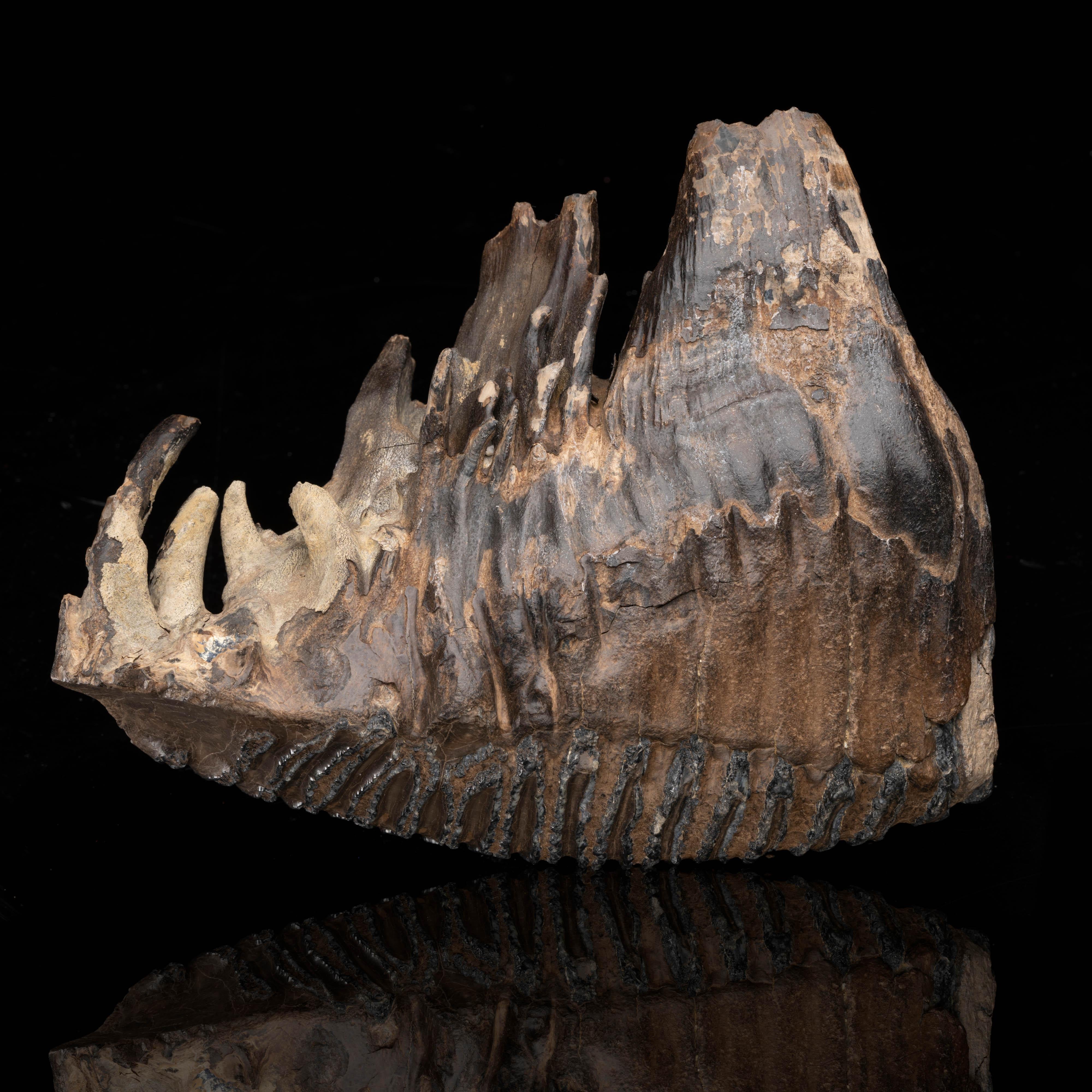 mammoth jaw bone