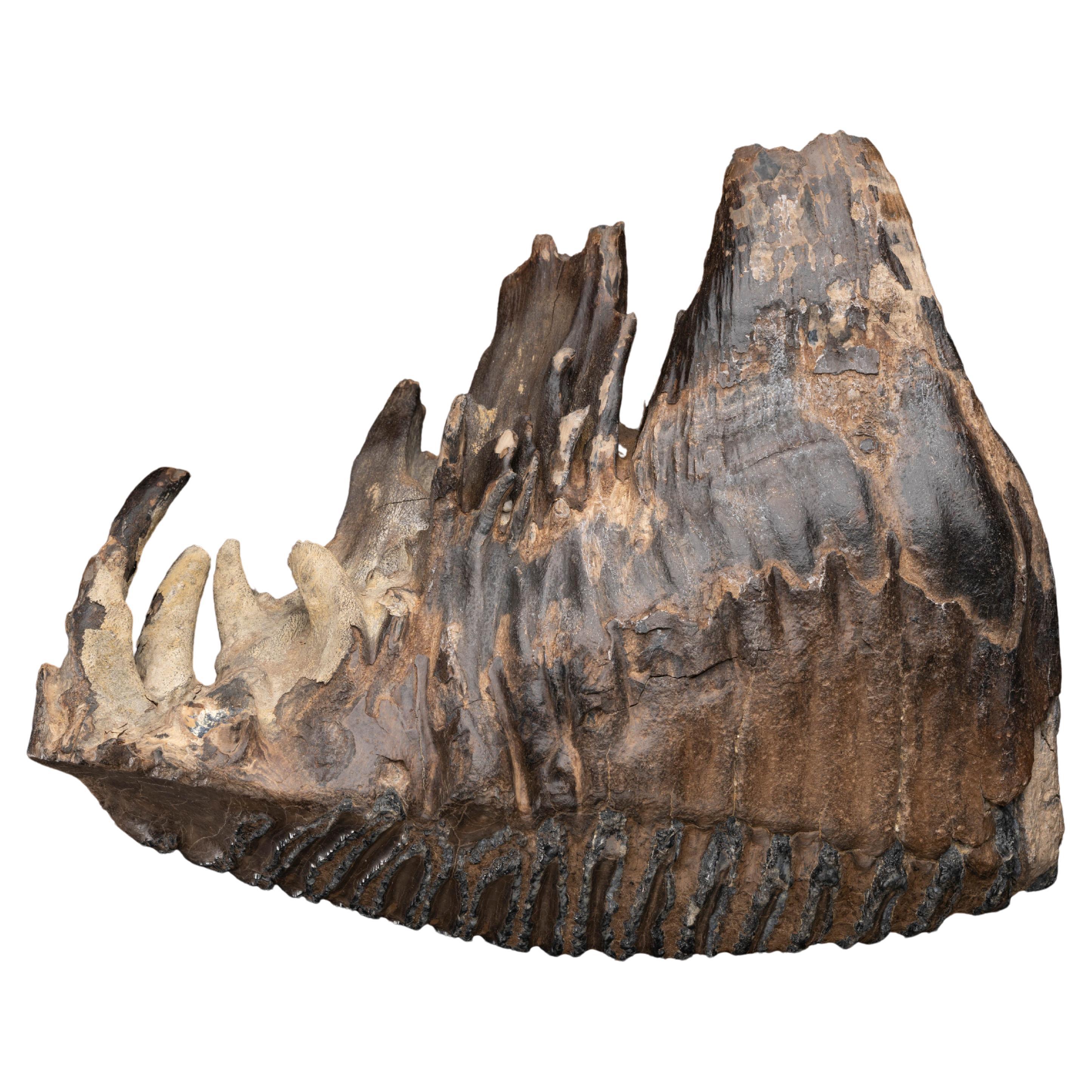 Woolly Mammoth Molar and Root // 3.0 Lb.