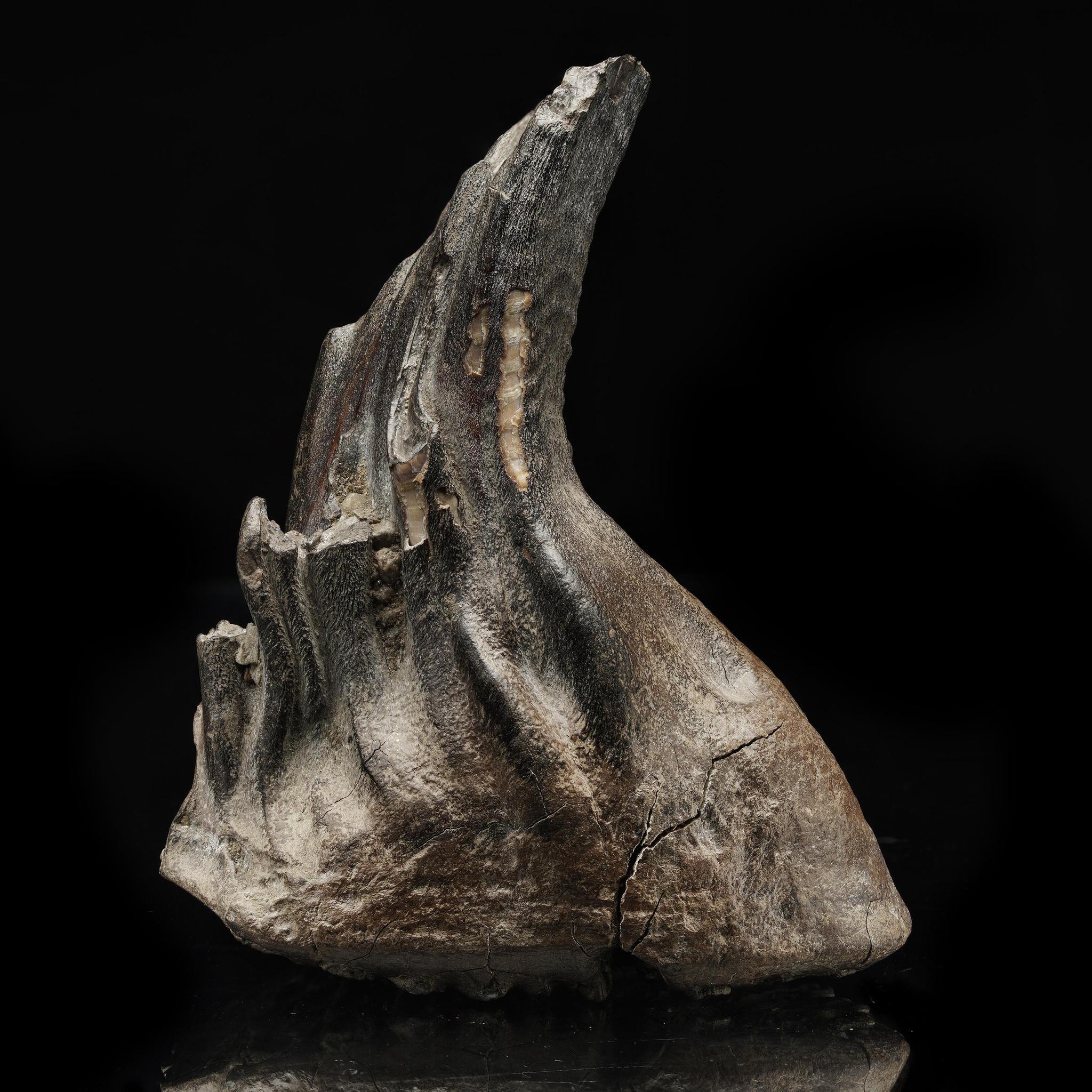 Questo straordinario dente di mammut lanoso proveniente dalla Siberia è una vera reliquia dell'era glaciale, risalente a decine di migliaia di anni fa. Con le sue creste distinte e la sua struttura ben conservata, questo esemplare offre un legame