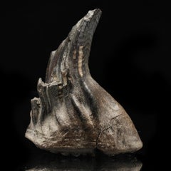 Woolly Mammoth Tooth