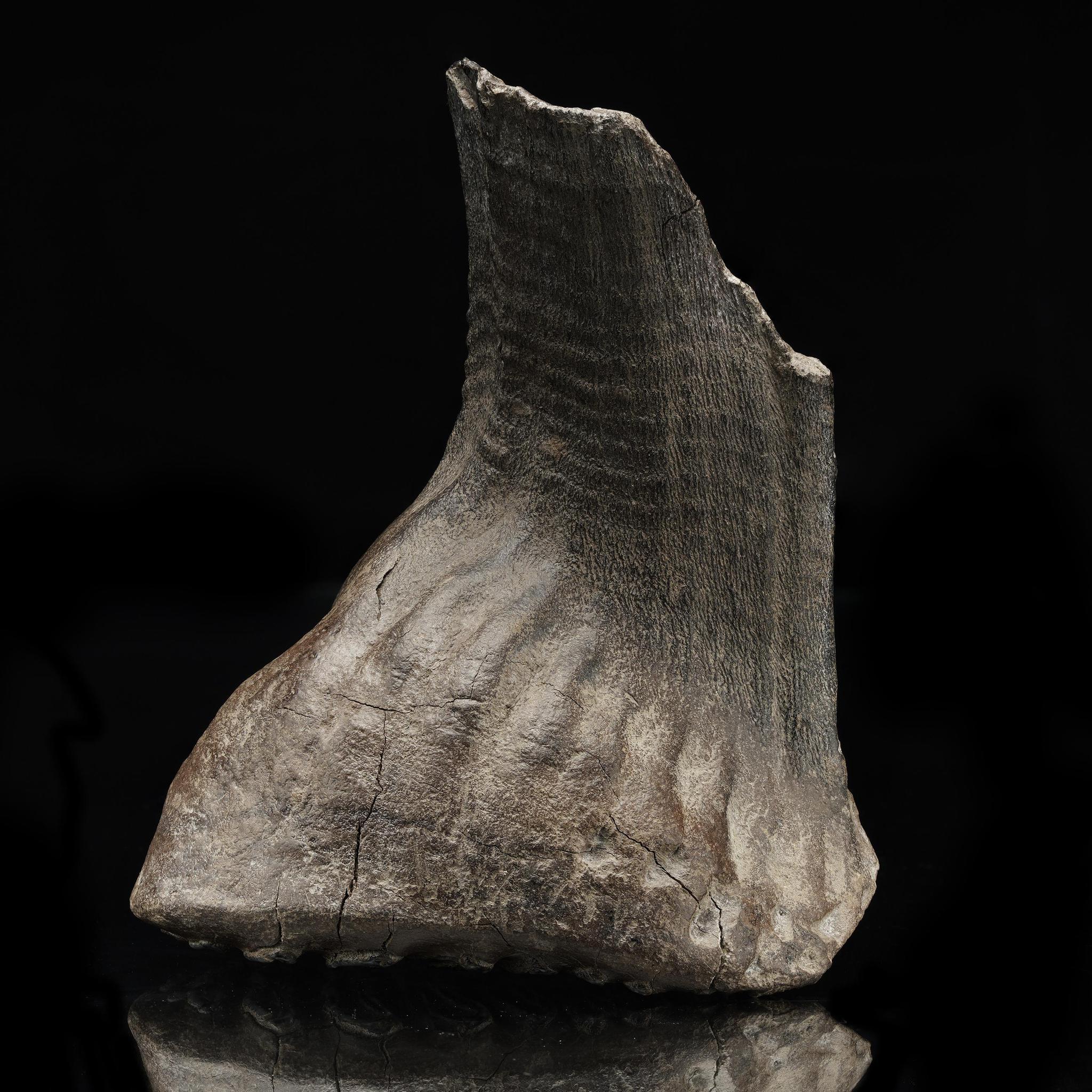 Asiatico Dente di mammut lanoso // 3 Lb. // Fossile dell'era glaciale in vendita
