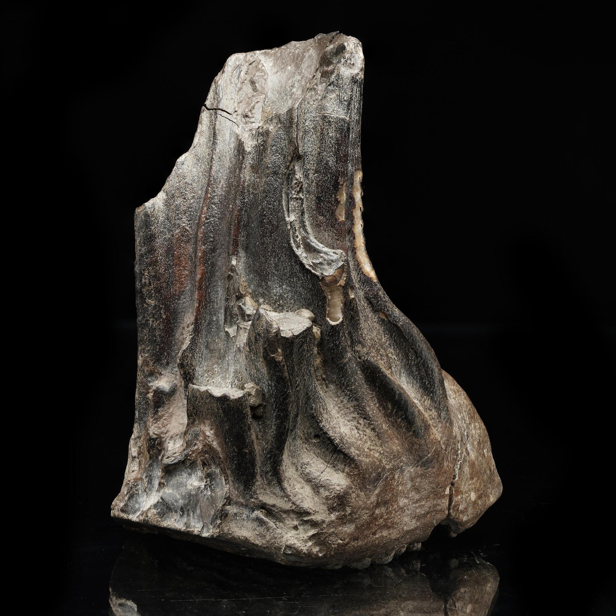 Dente di mammut lanoso // 3 Lb. // Fossile dell'era glaciale In condizioni ottime in vendita a New York, NY
