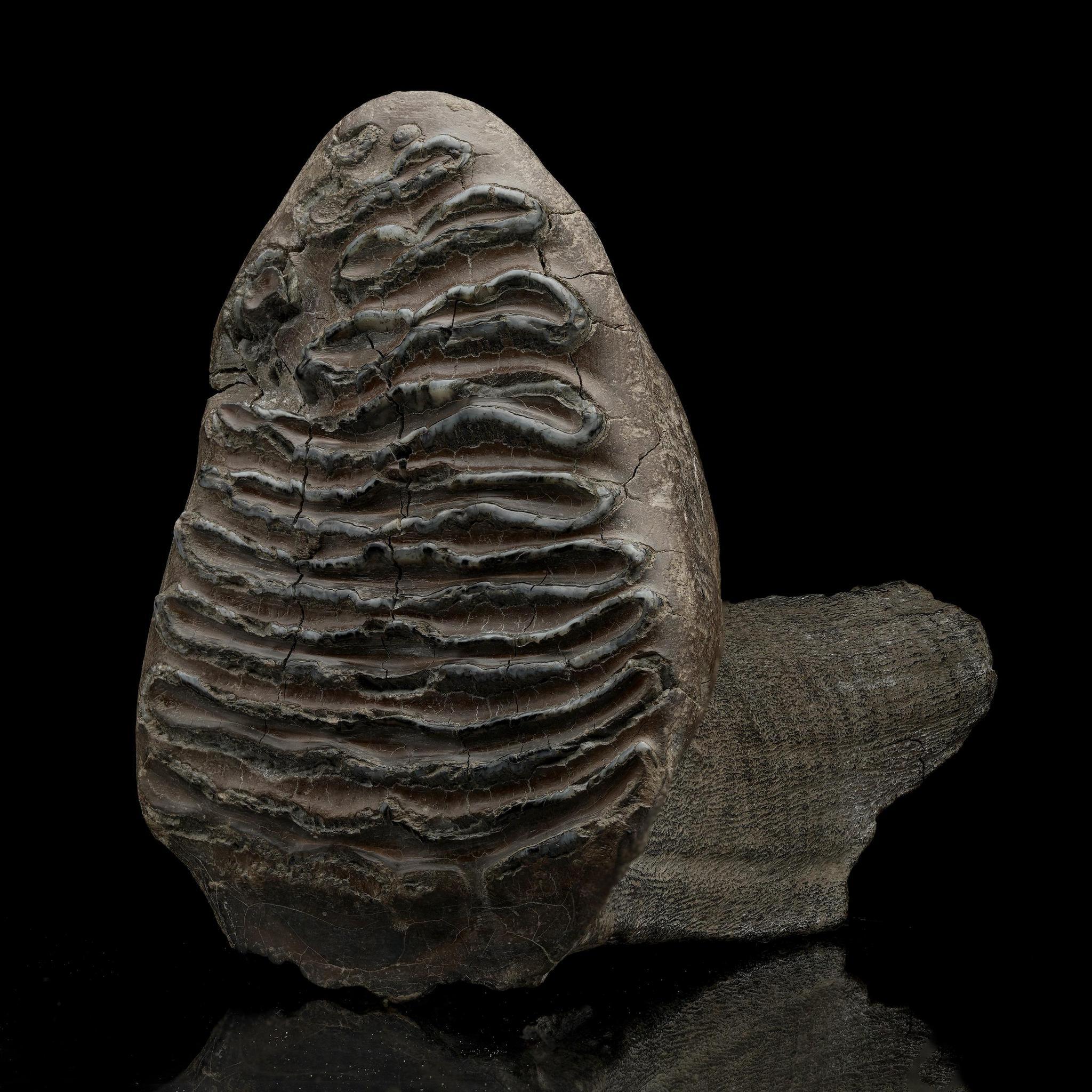 Fino al XVIII secolo Dente di mammut lanoso // 3 Lb. // Fossile dell'era glaciale in vendita