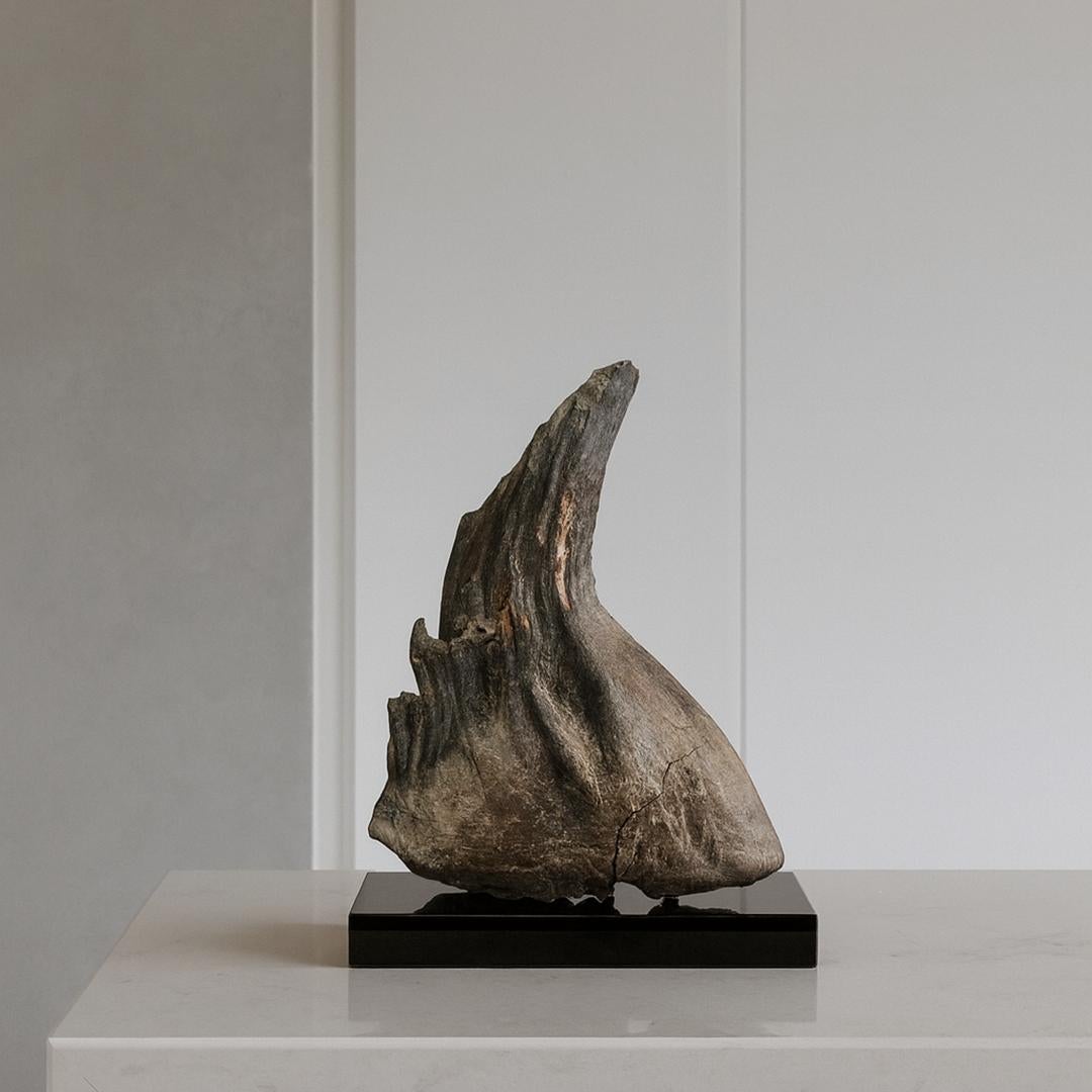 Woolly Mammoth Tooth For Sale 1