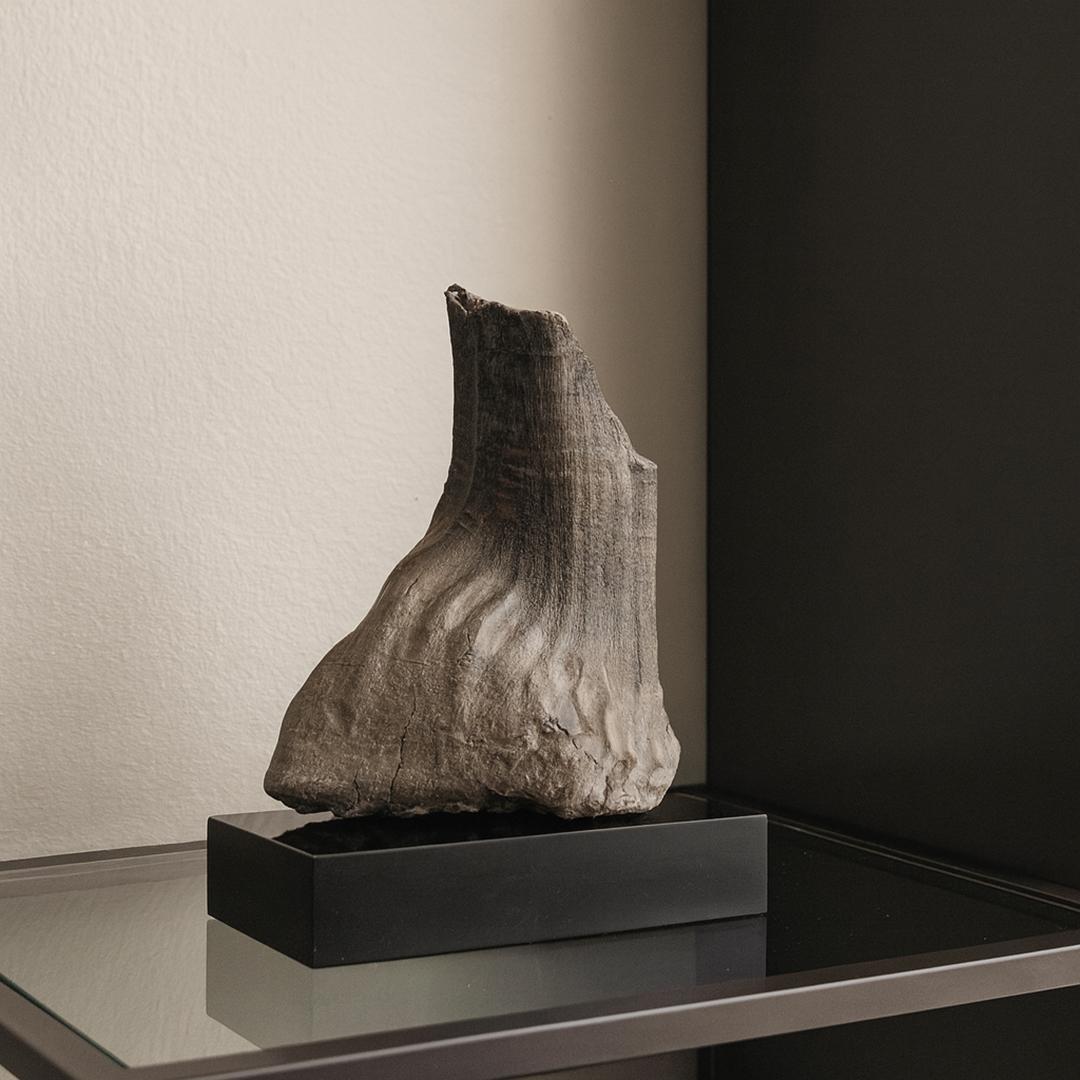 Woolly Mammoth Tooth For Sale 2