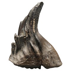 Woolly Mammoth Tooth // 3 Lb. // Ice Age Fossil